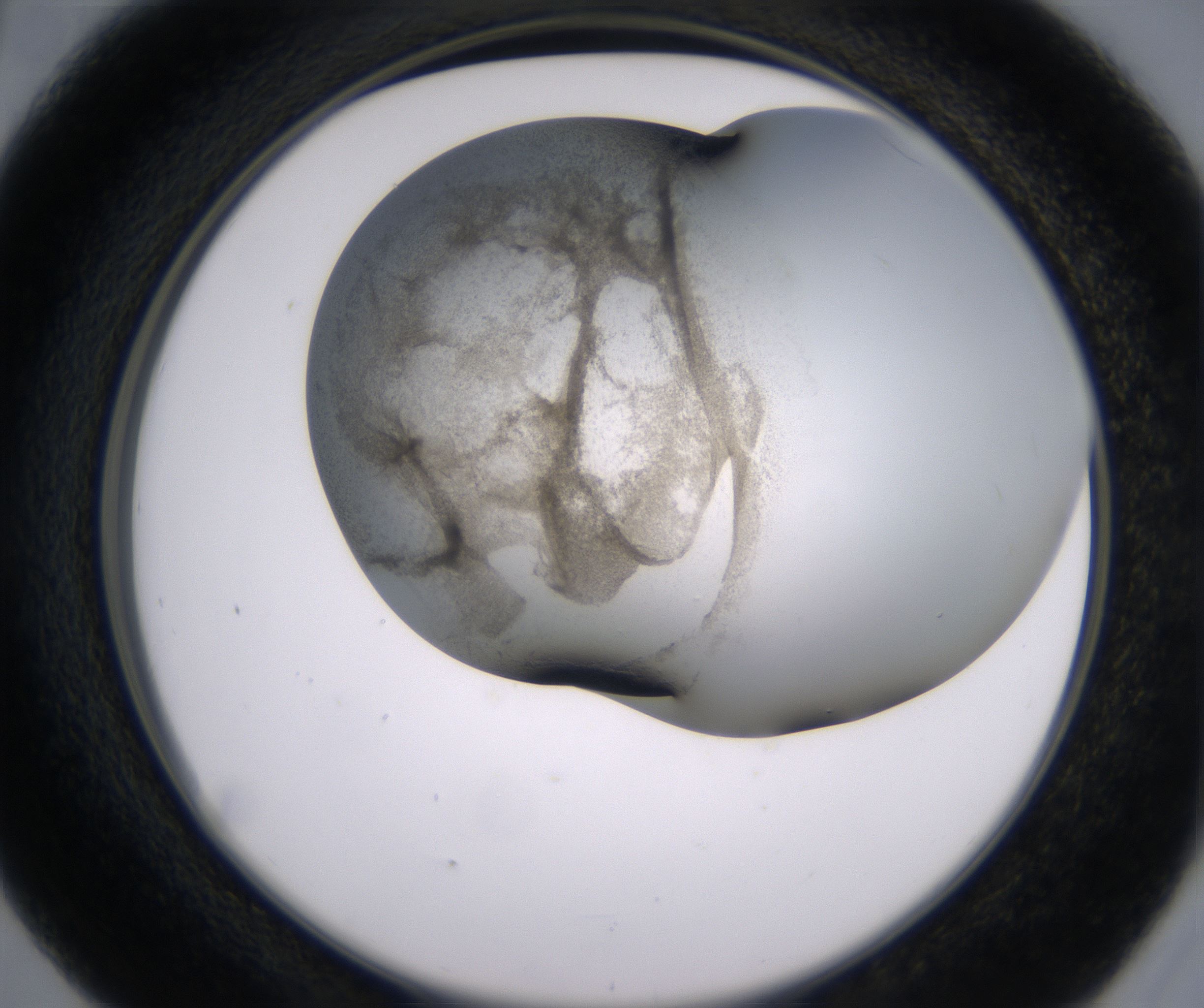 D5_HighResolution_Precipitate_2.jpg