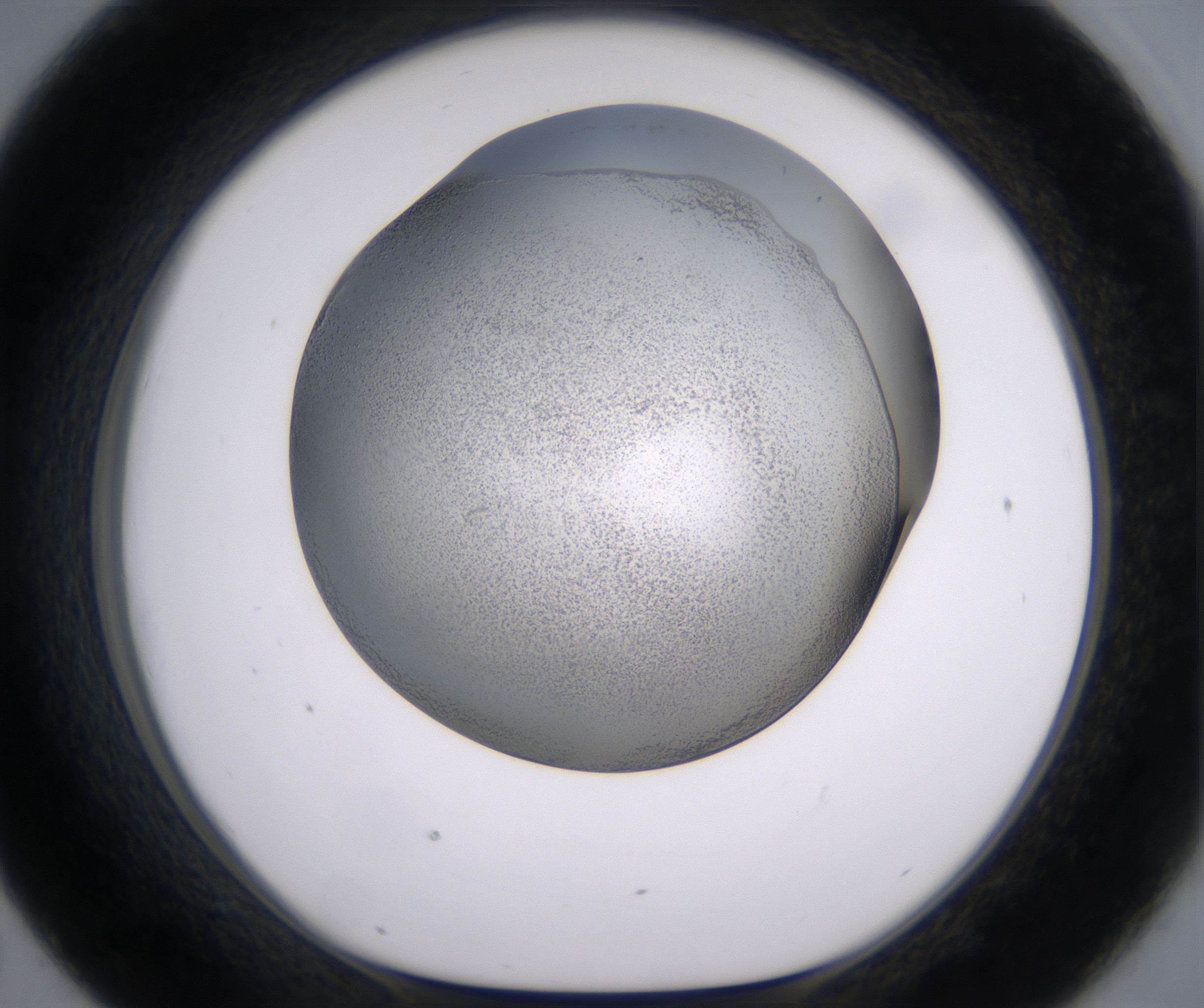 D7_HighResolution_Precipitate_1.jpg