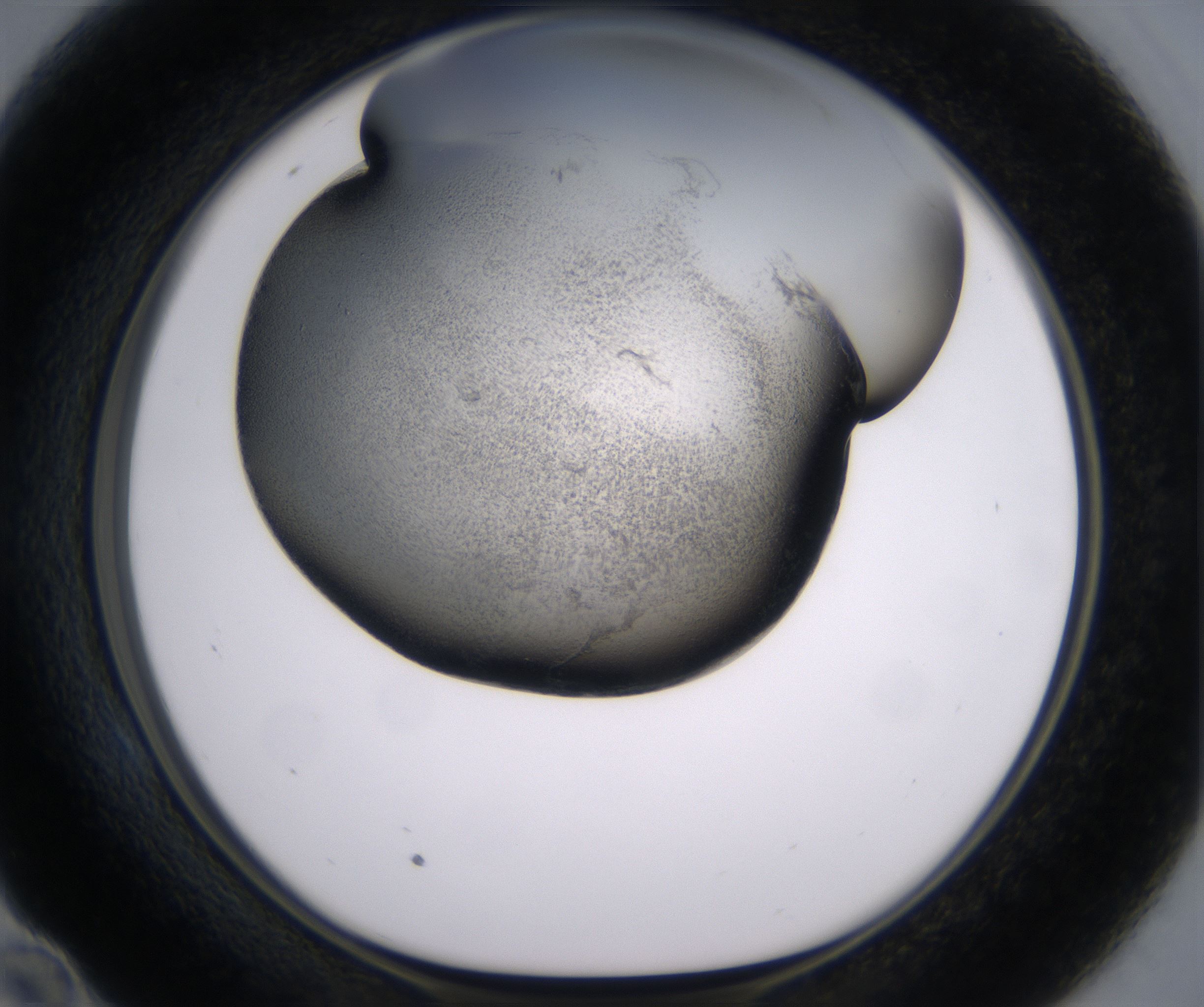E10_HighResolution_Precipitate_1.jpg