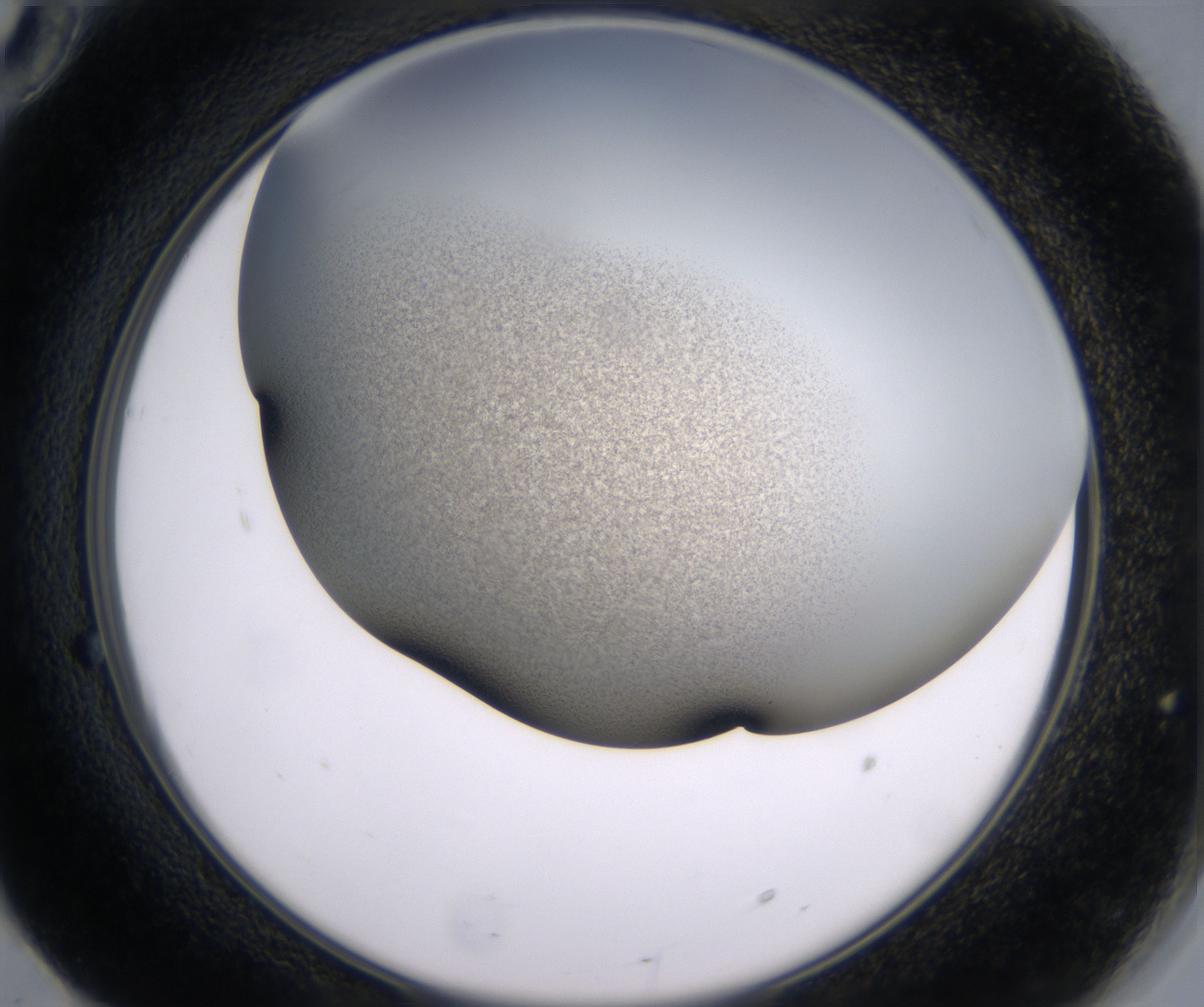 F10_HighResolution_Precipitate_2.jpg