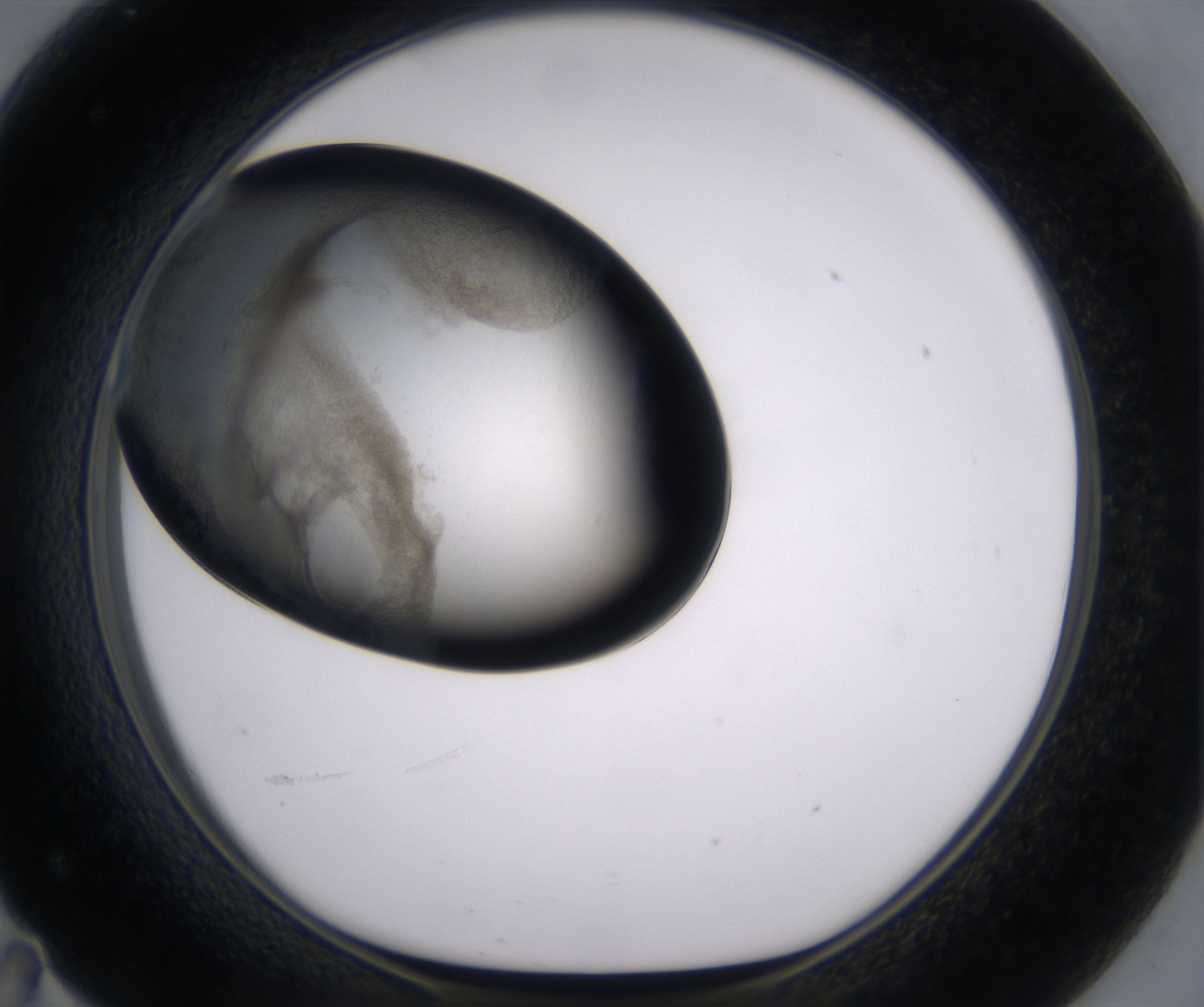 F11_HighResolution_Precipitate_1.jpg