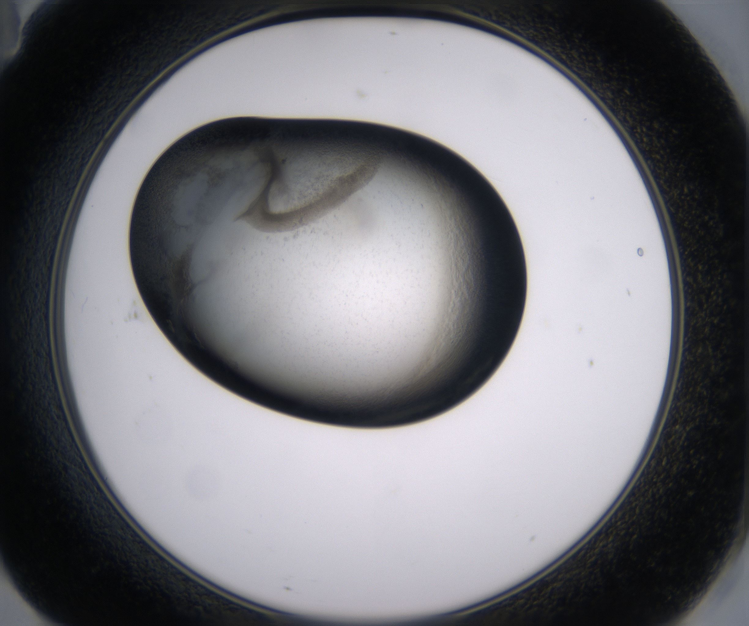 F11_HighResolution_Precipitate_2.jpg