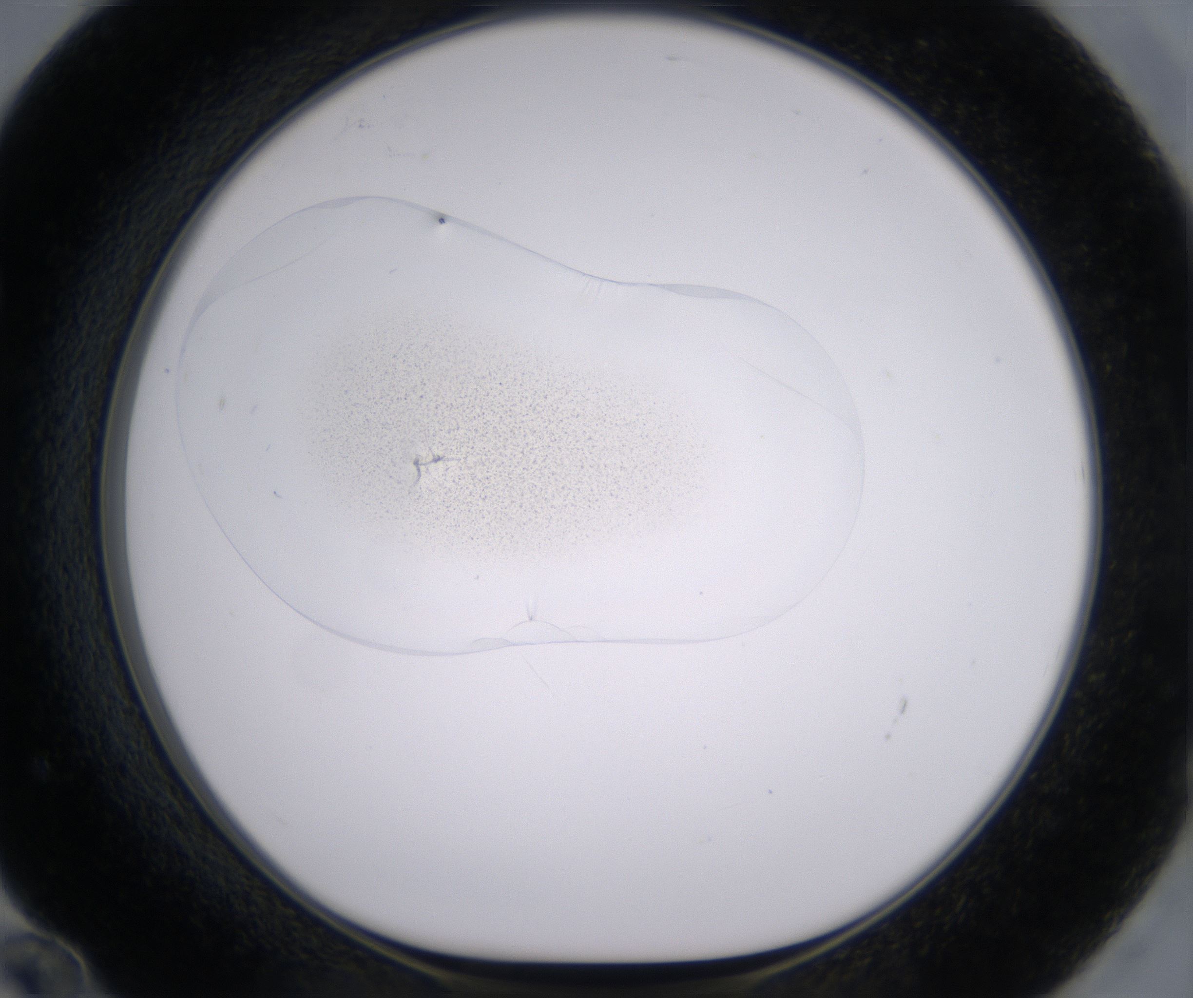 F12_HighResolution_Precipitate_1.jpg