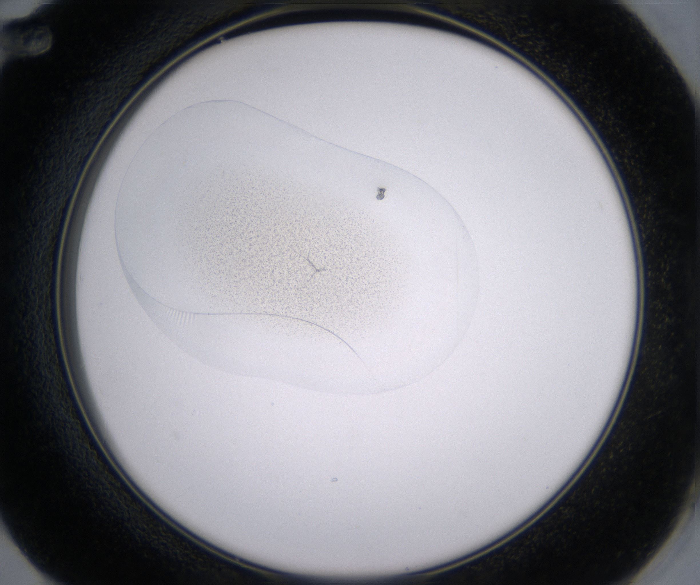 F12_HighResolution_Precipitate_2.jpg
