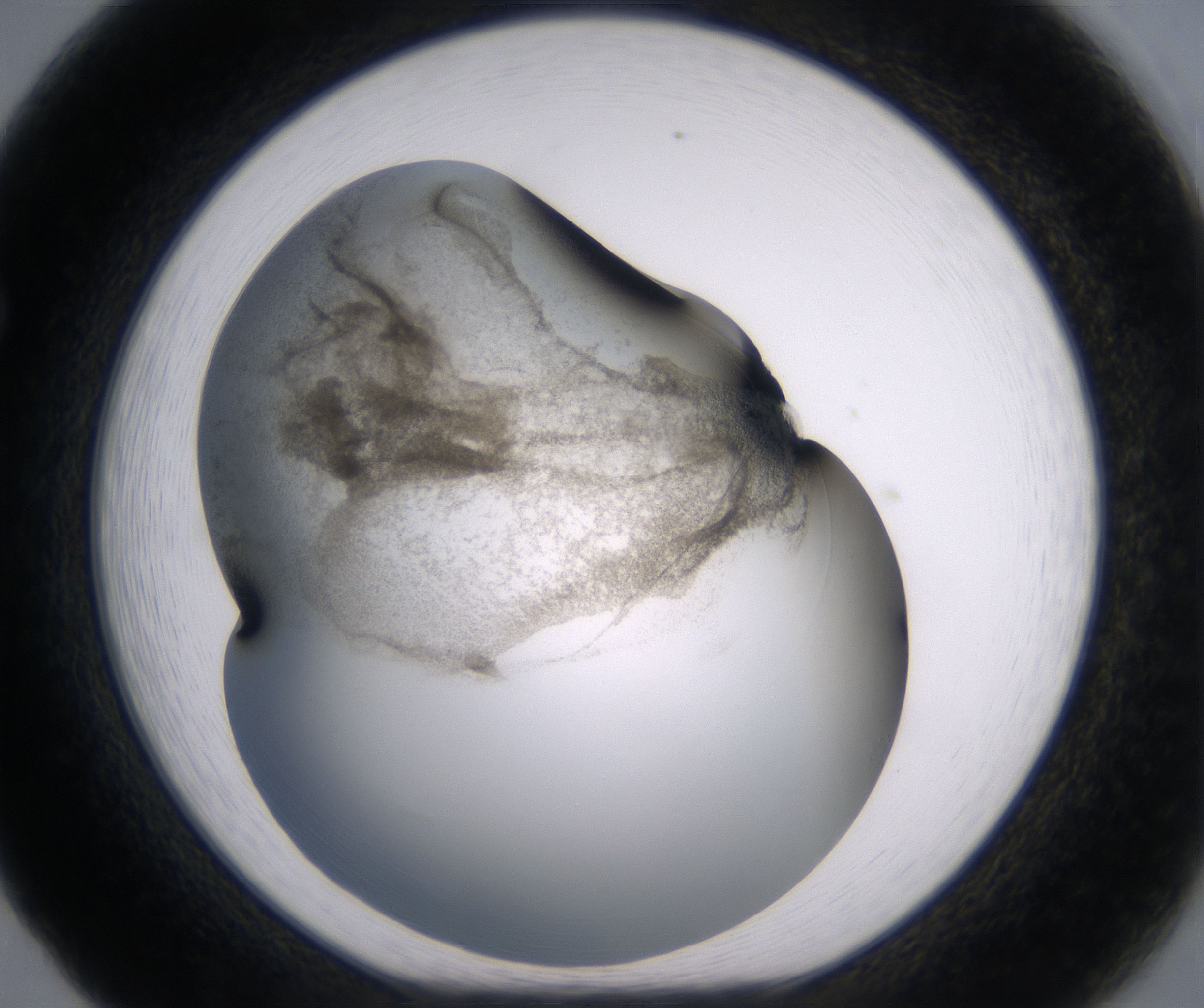 F5_HighResolution_Precipitate_1.jpg