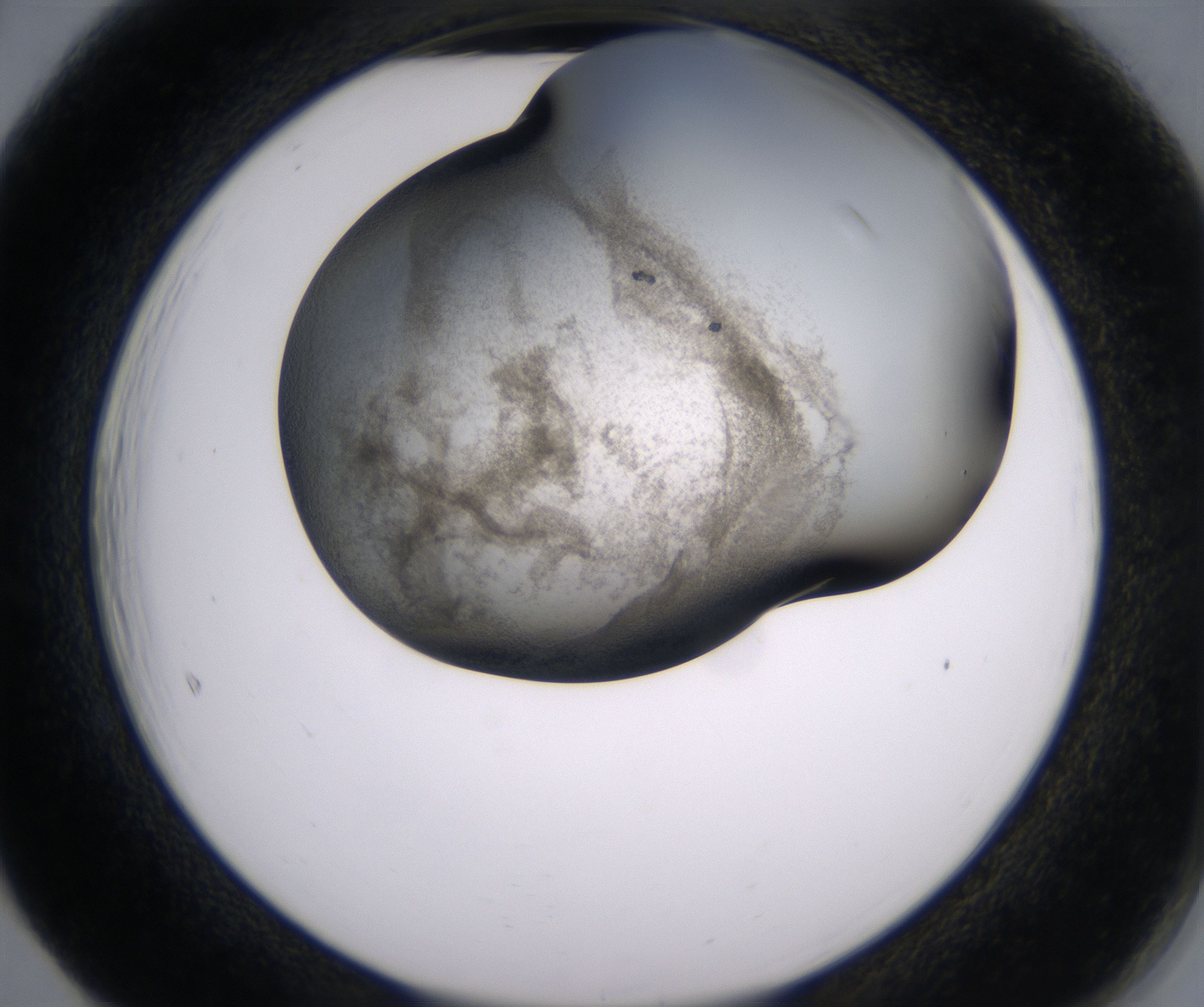 F5_HighResolution_Precipitate_2.jpg