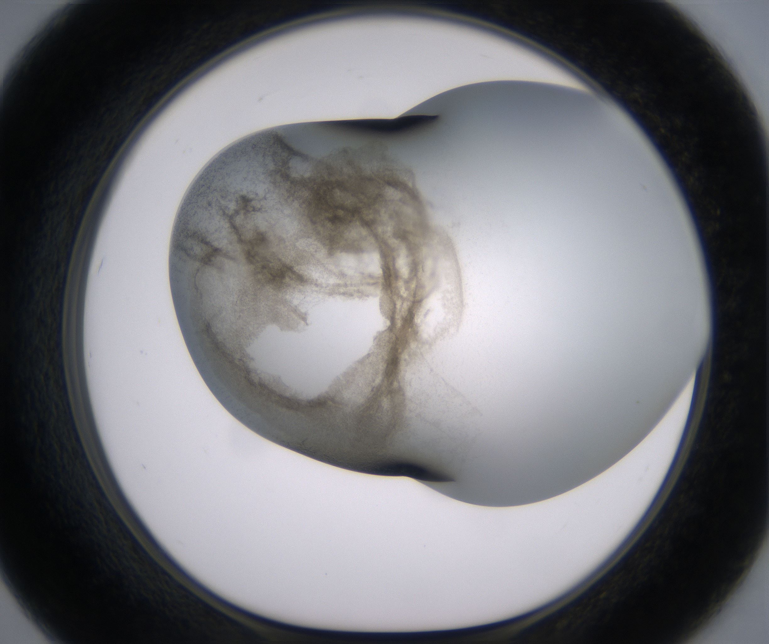 F7_HighResolution_Precipitate_1.jpg