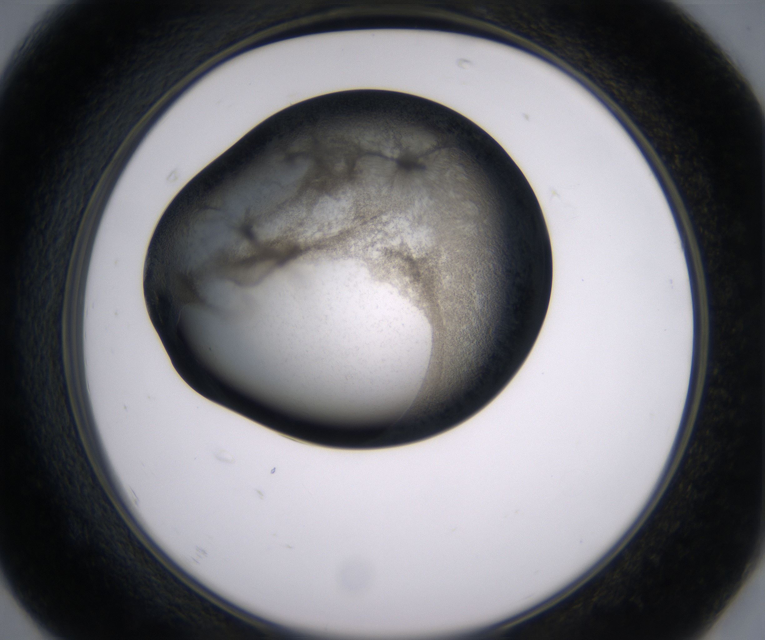 F7_HighResolution_Precipitate_2.jpg