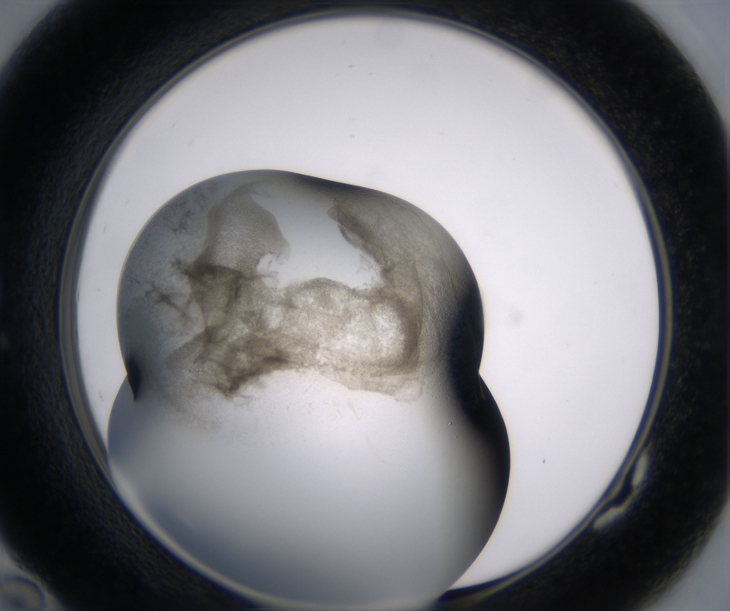 G10_HighResolution_Precipitate_1.jpg
