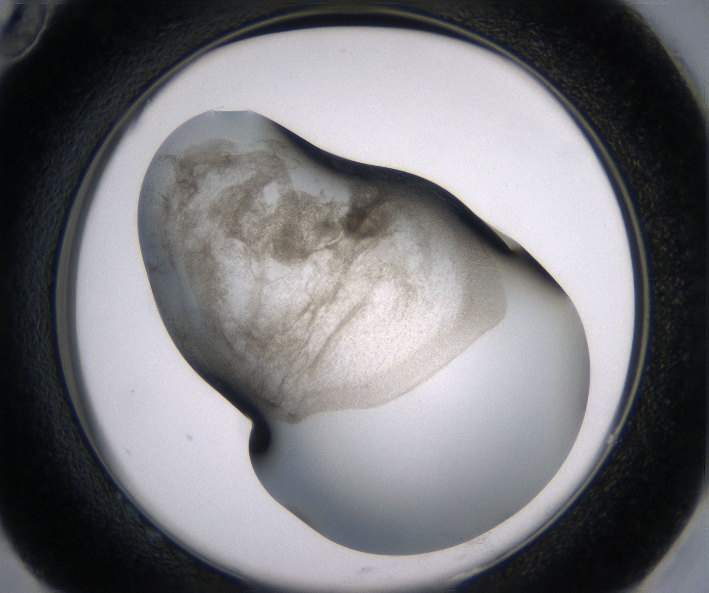G10_HighResolution_Precipitate_2.jpg