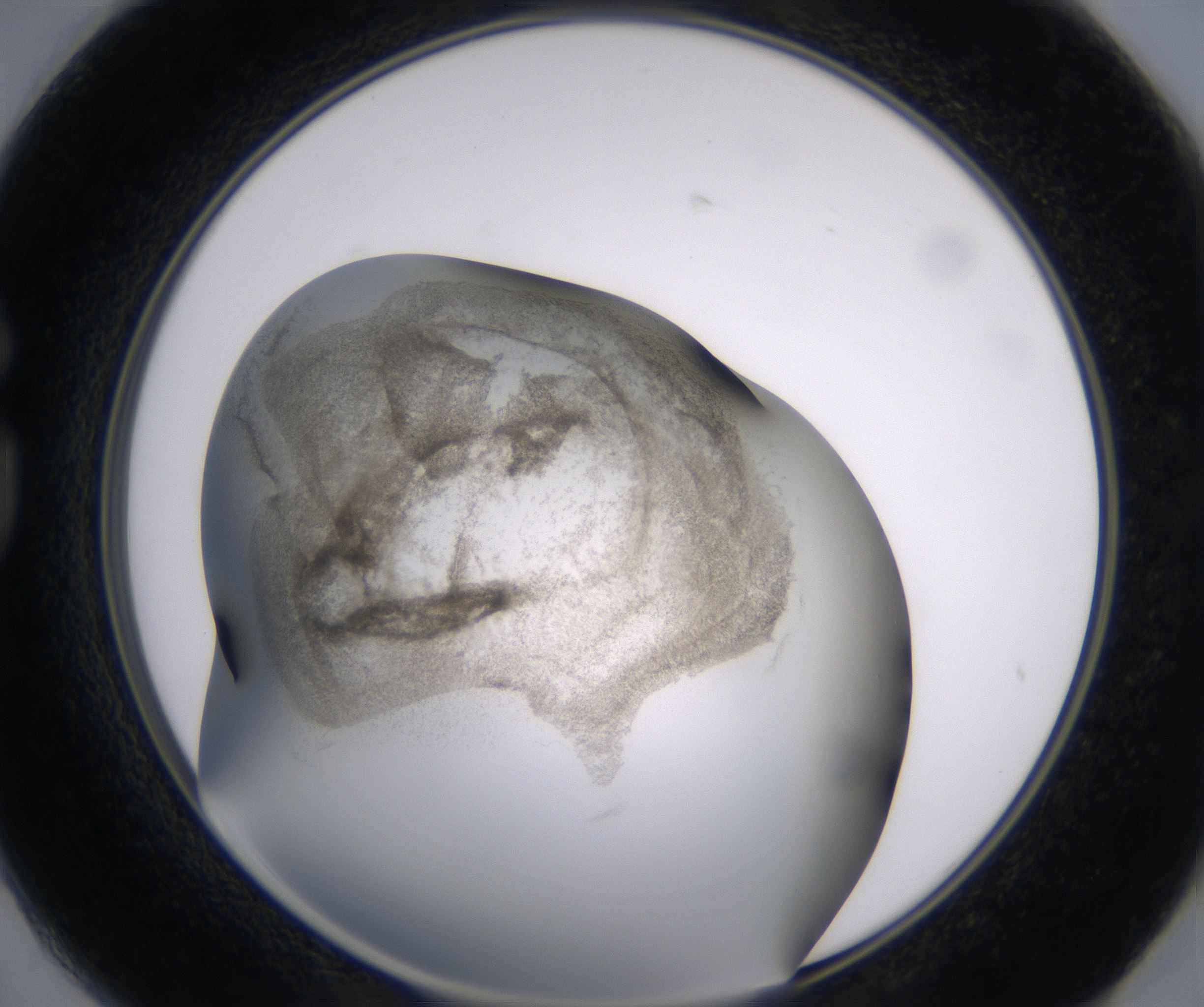 G2_HighResolution_Precipitate_1.jpg