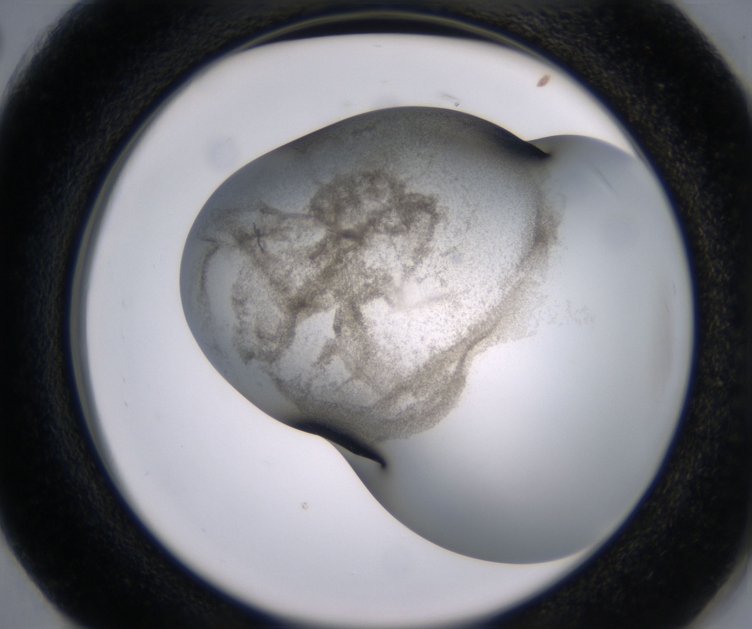 G2_HighResolution_Precipitate_2.jpg