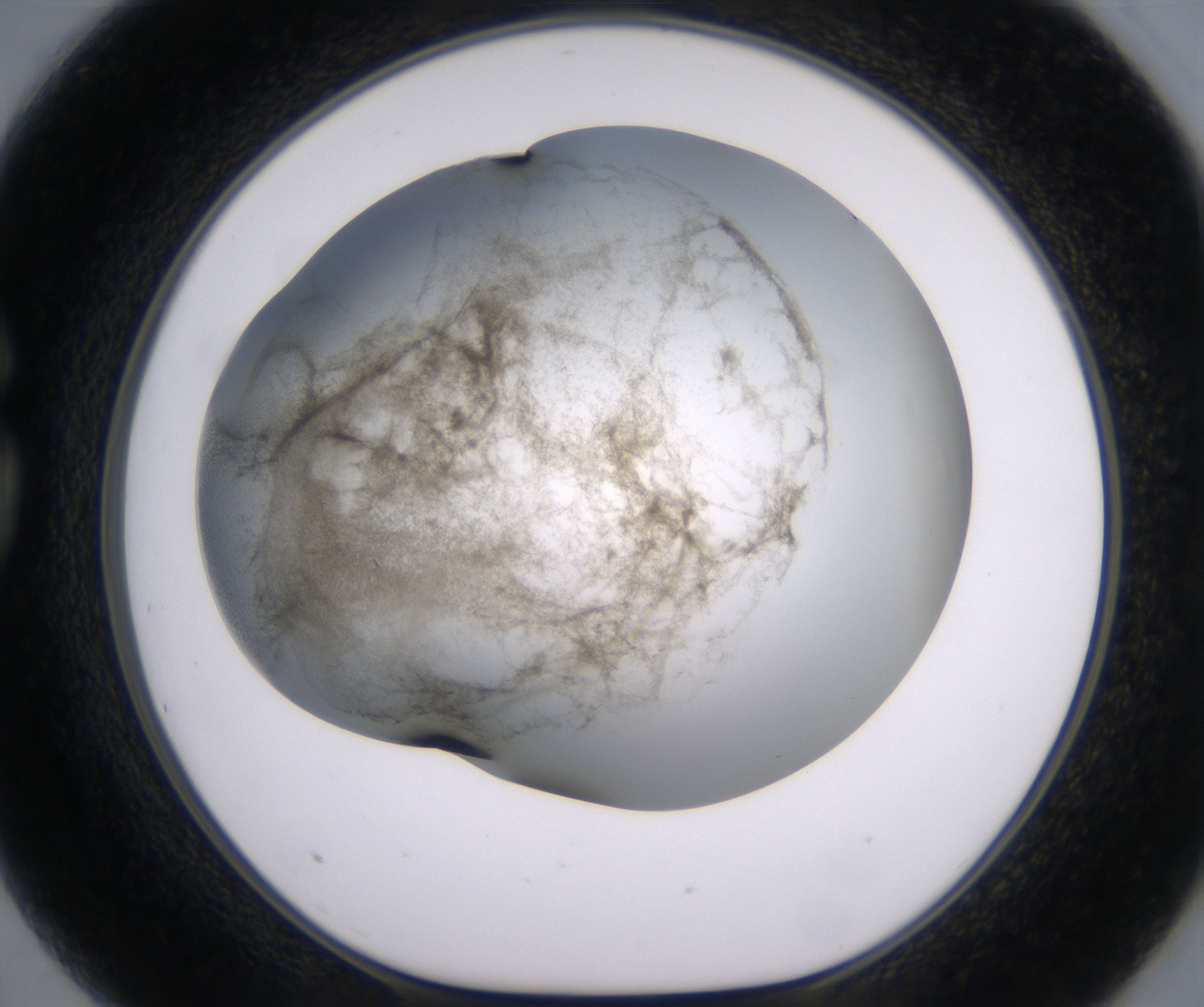 G3_HighResolution_Precipitate_1.jpg