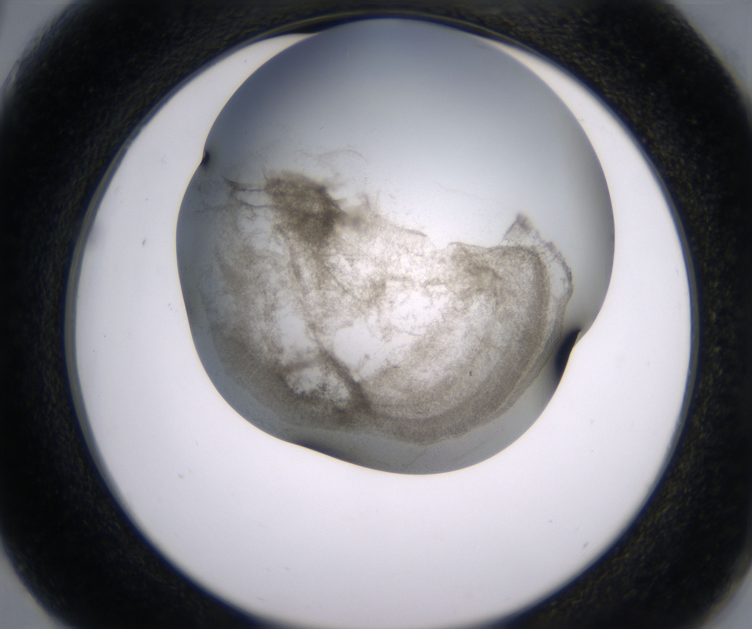 G3_HighResolution_Precipitate_2.jpg