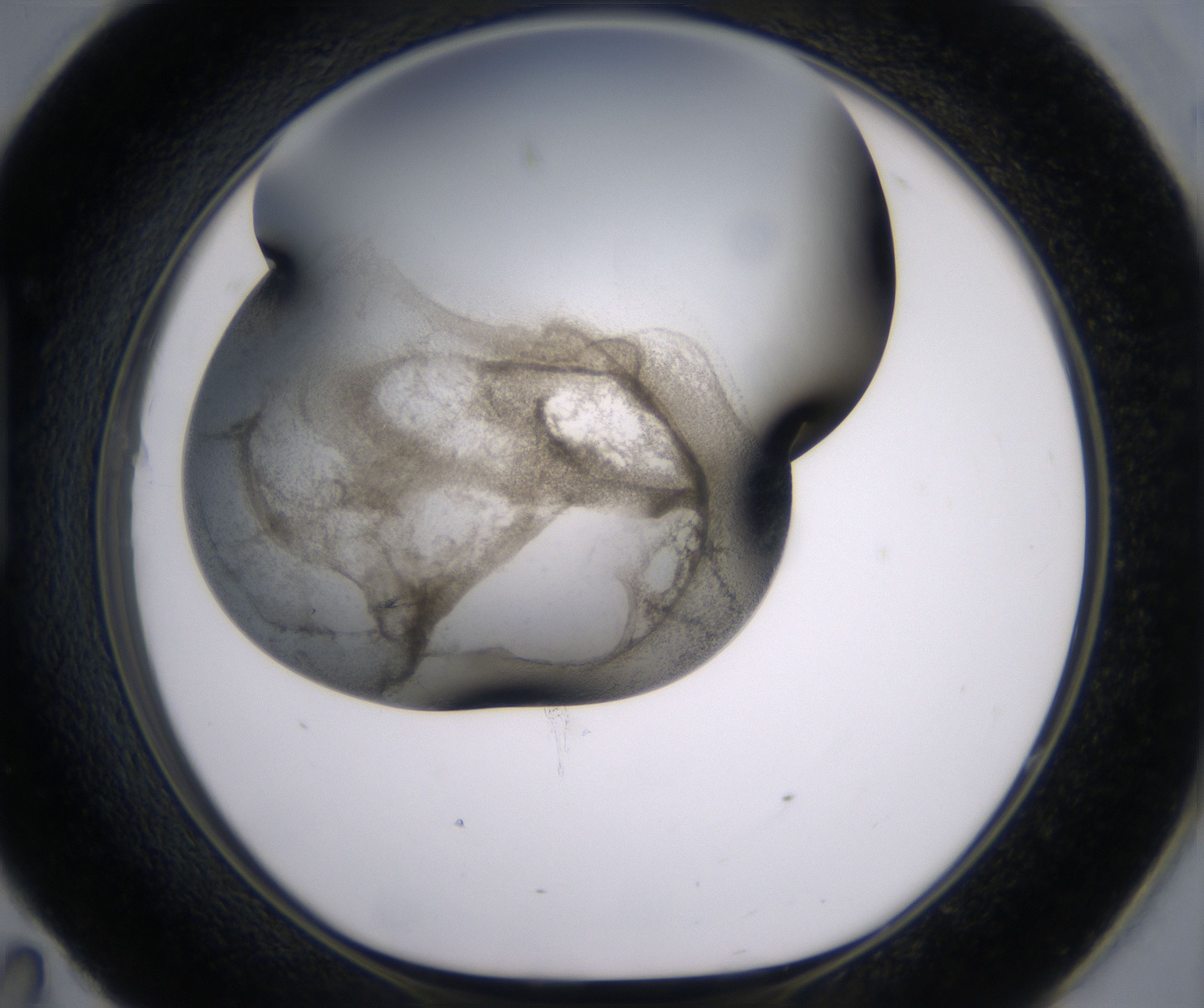 H11_HighResolution_Precipitate_1.jpg