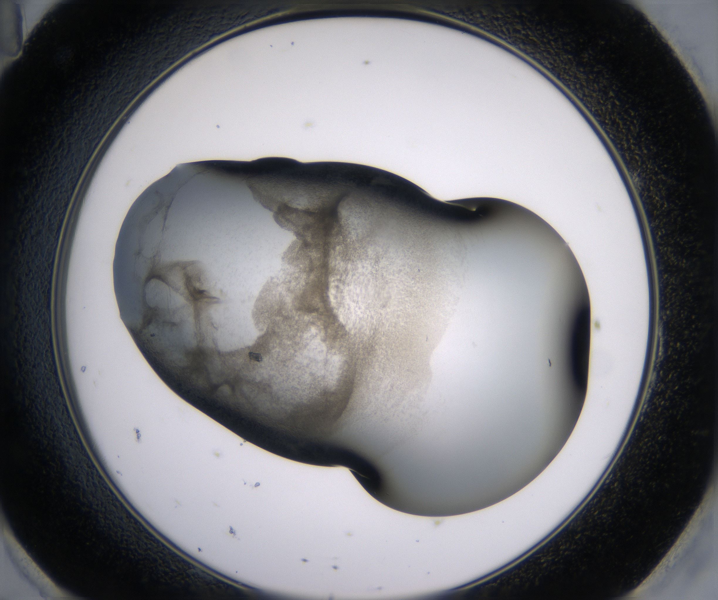 H11_HighResolution_Precipitate_2.jpg