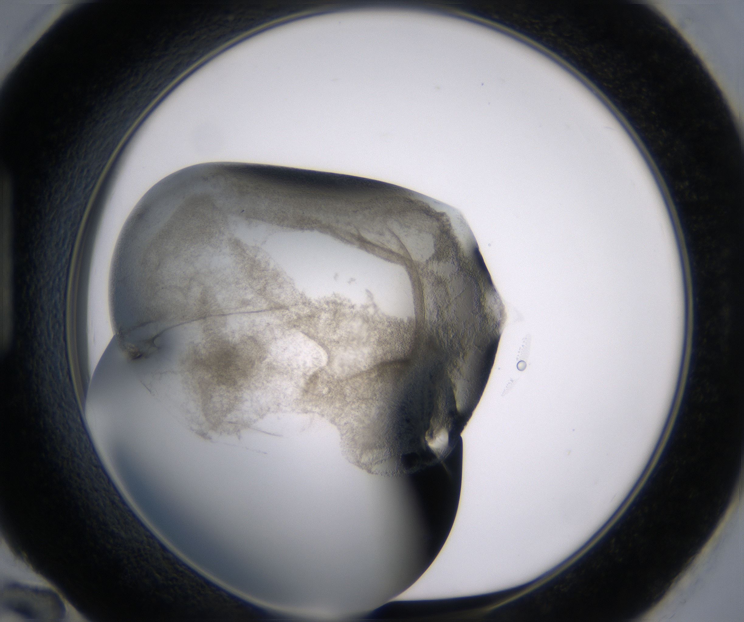 H12_HighResolution_Precipitate_1.jpg