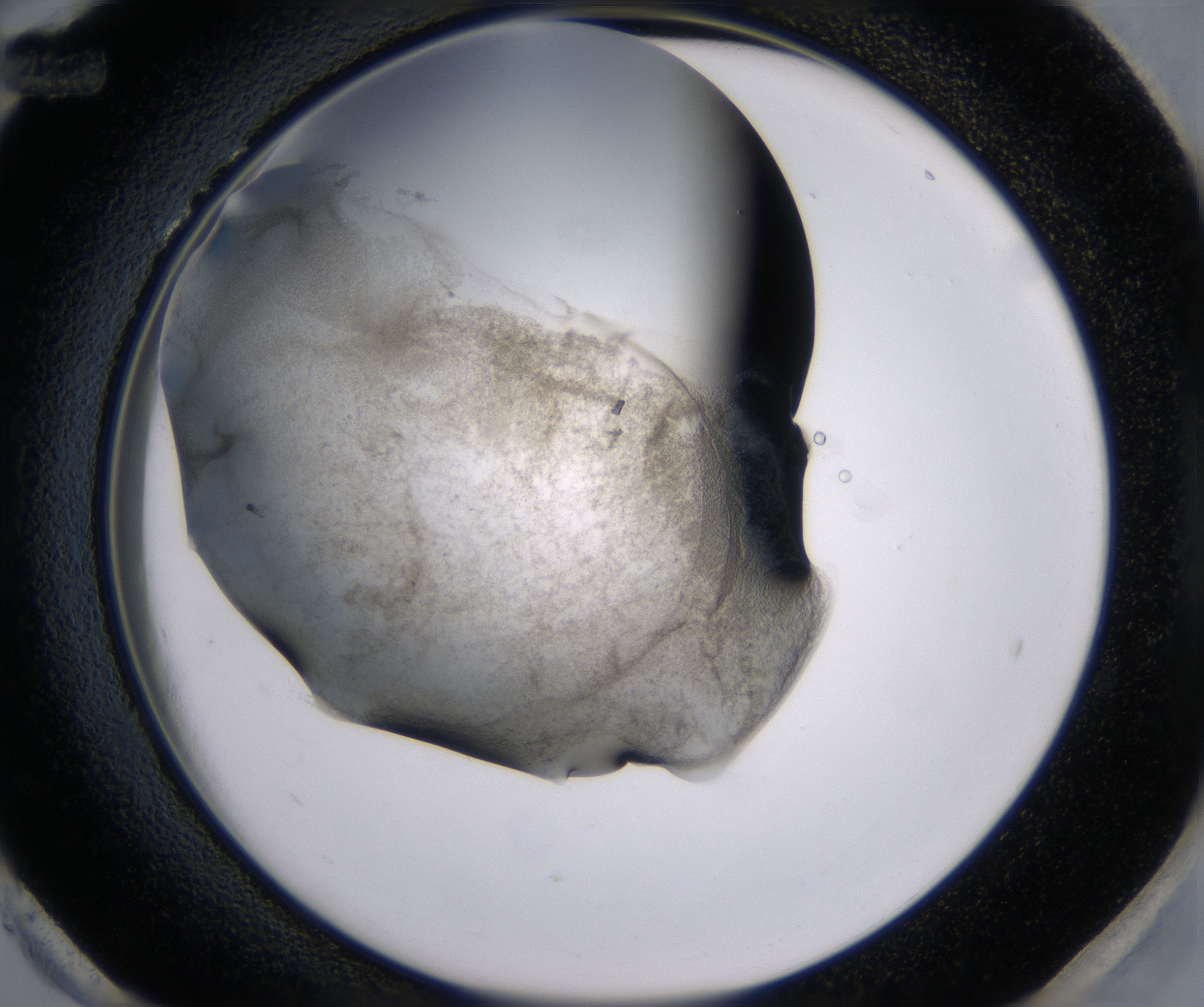 H12_HighResolution_Precipitate_2.jpg