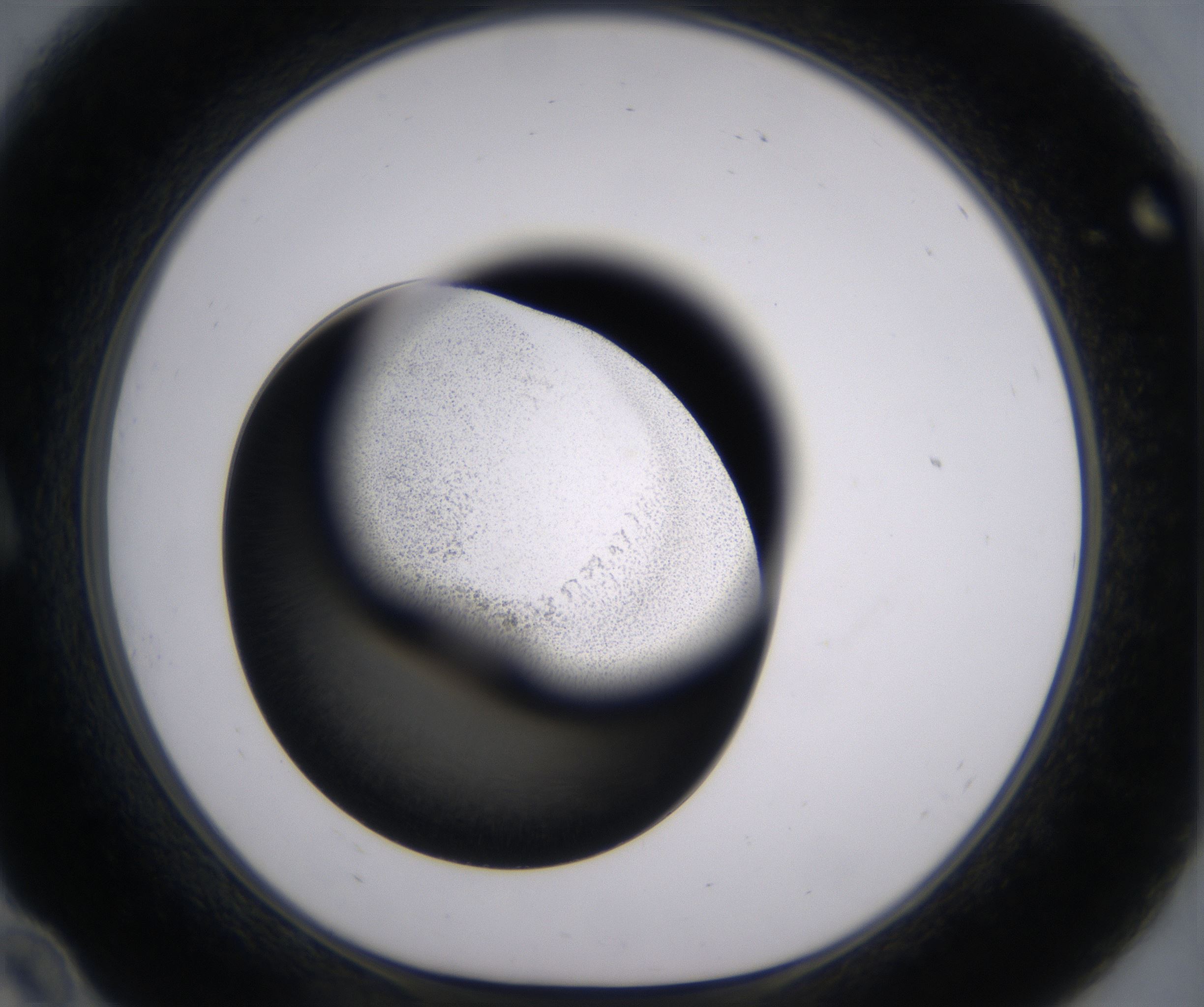 A10_HighResolution_Precipitate_1.jpg