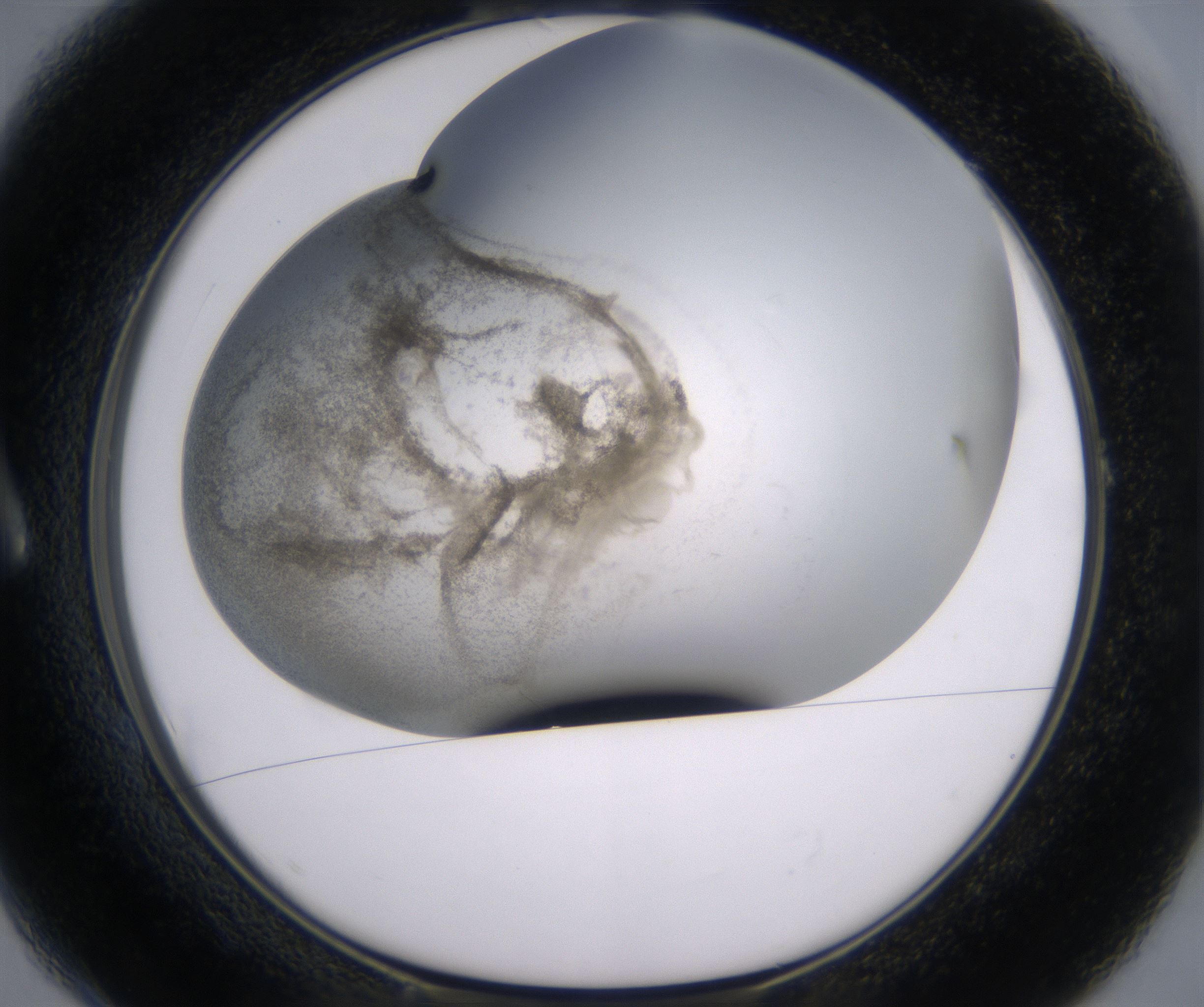 A1_HighResolution_Precipitate_1.jpg