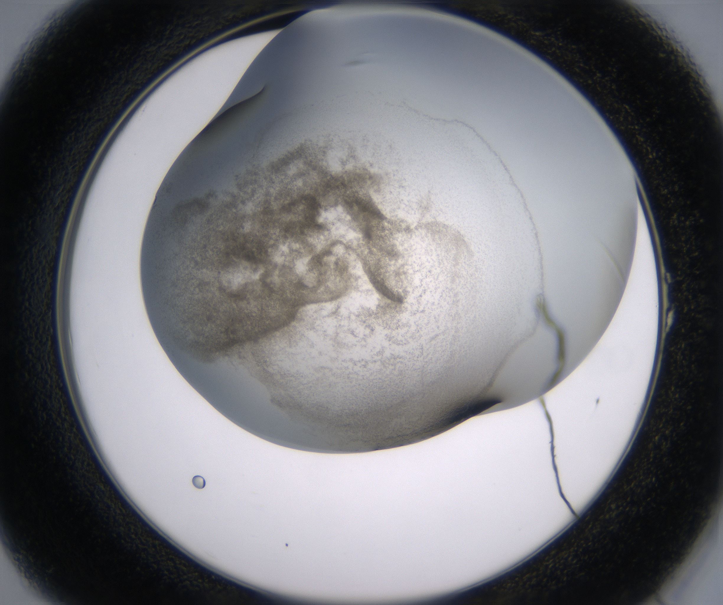 A1_HighResolution_Precipitate_2.jpg