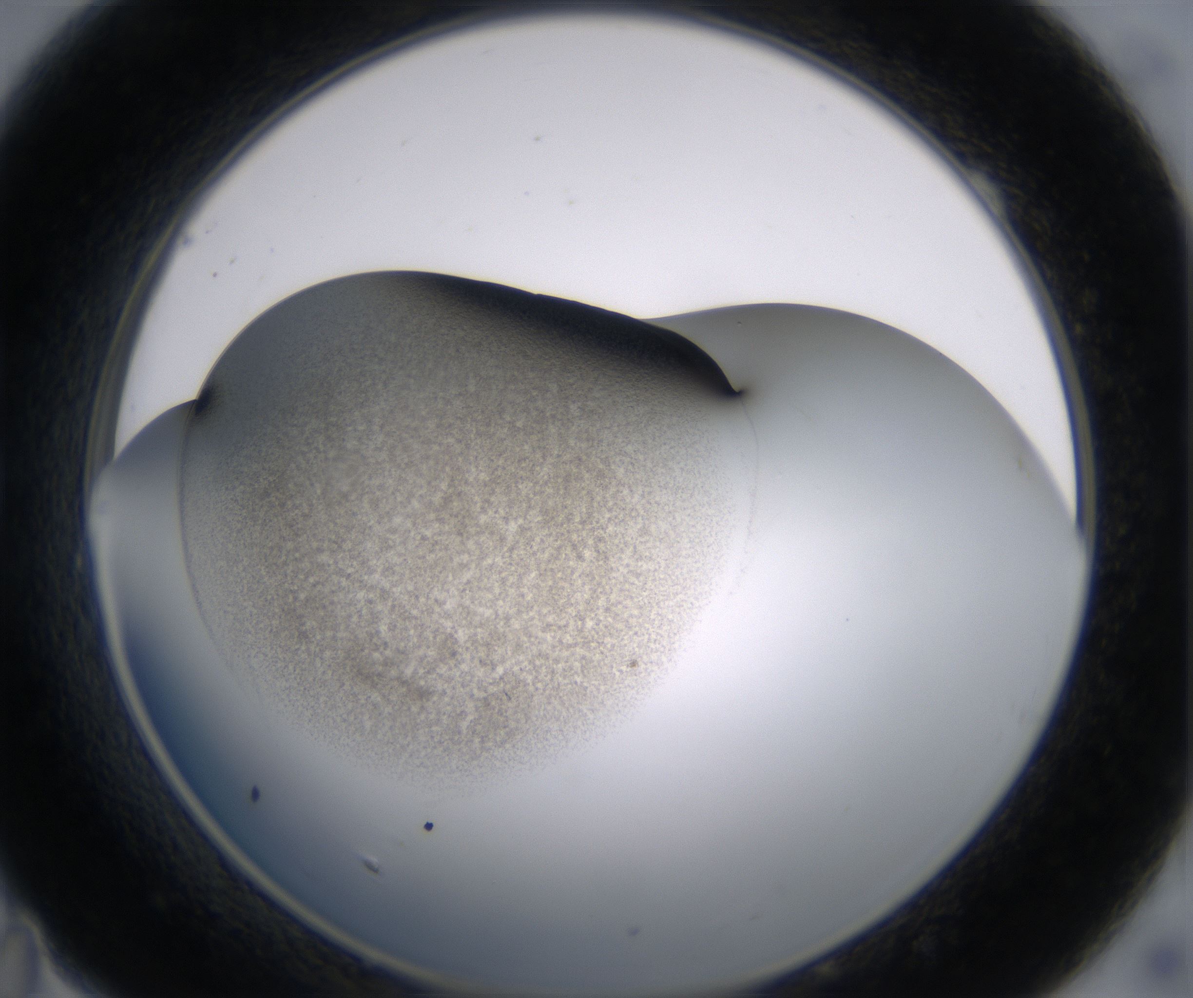 B11_HighResolution_Precipitate_1.jpg