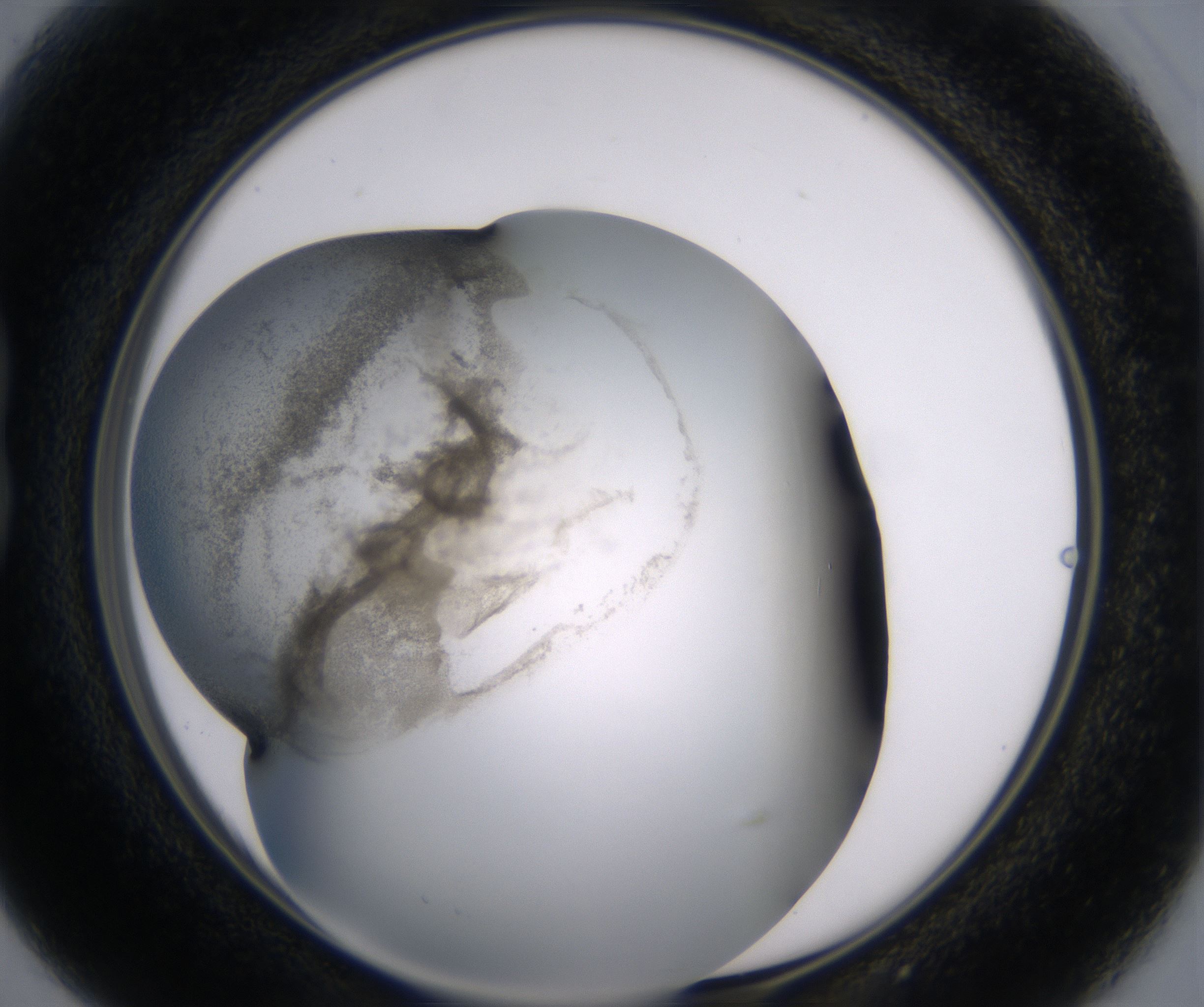 B3_HighResolution_Precipitate_1.jpg