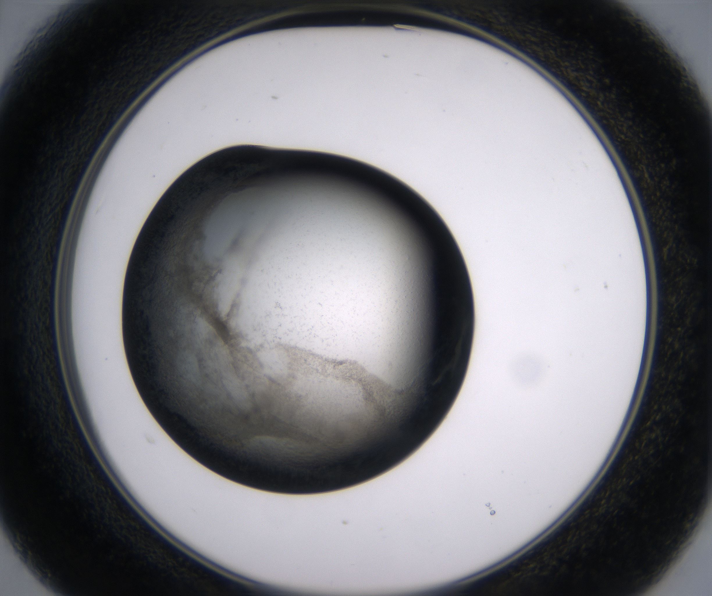 B3_HighResolution_Precipitate_2.jpg