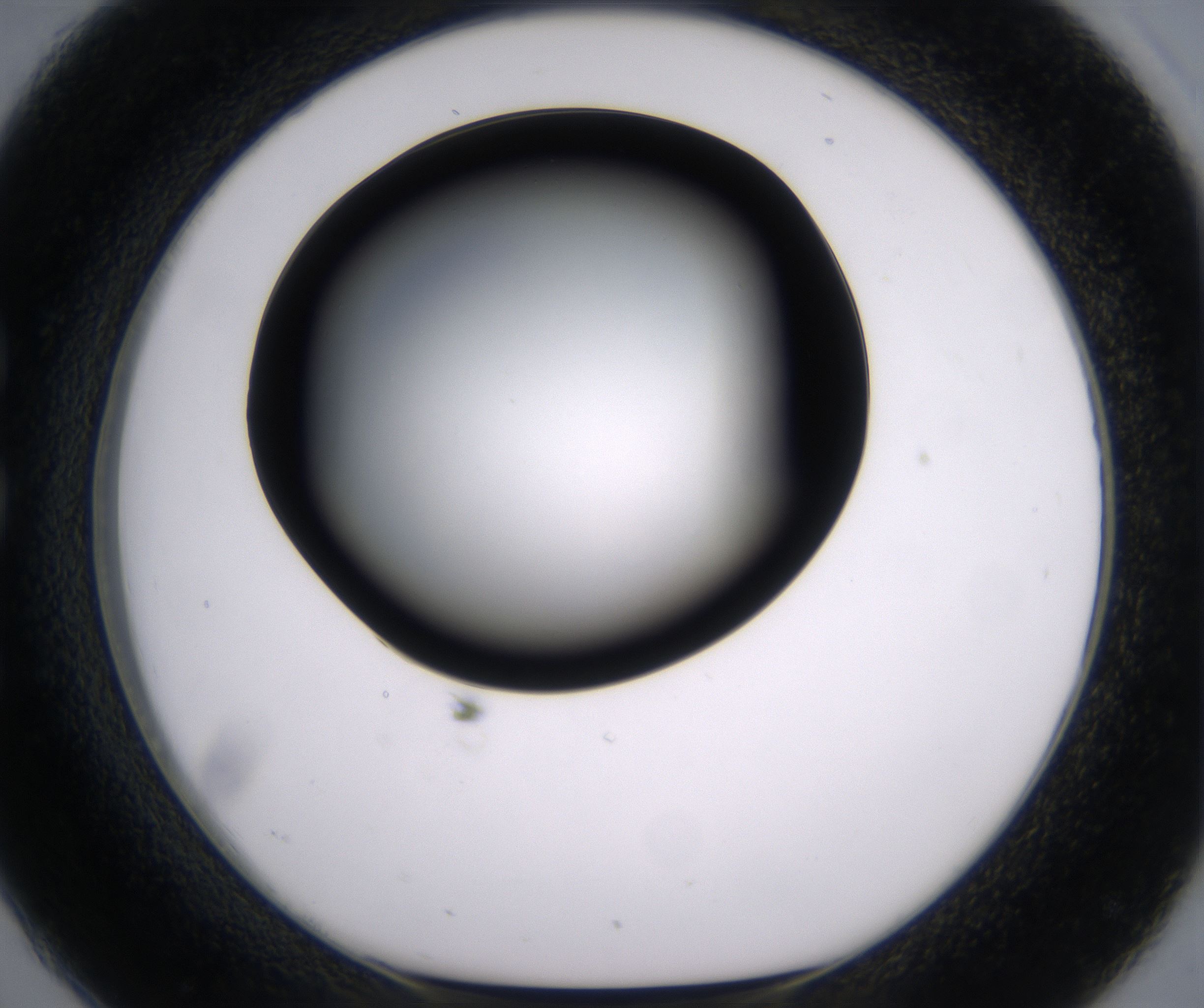 C2_HighResolution_Clear_1.jpg