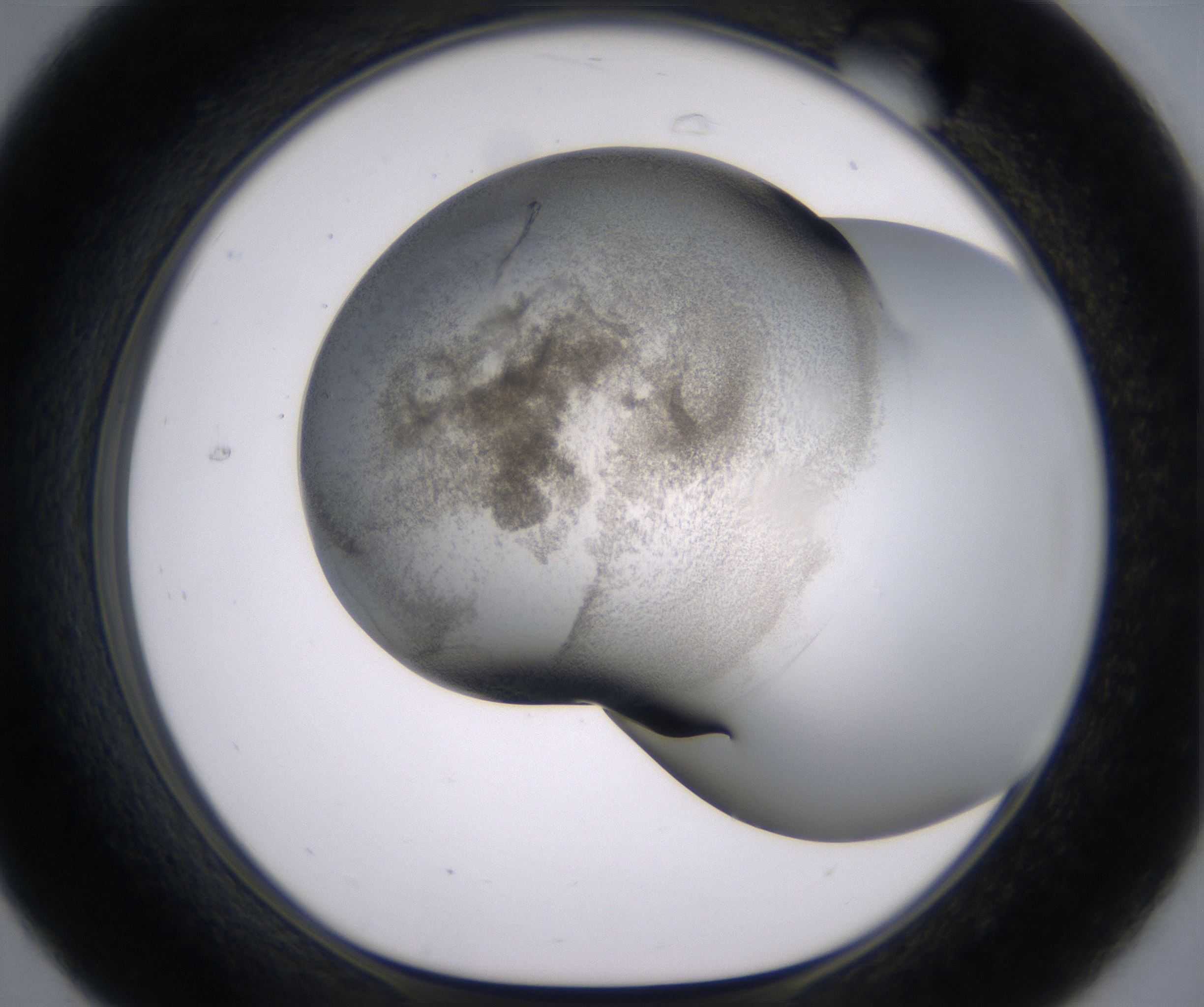 C7_HighResolution_Precipitate_1.jpg