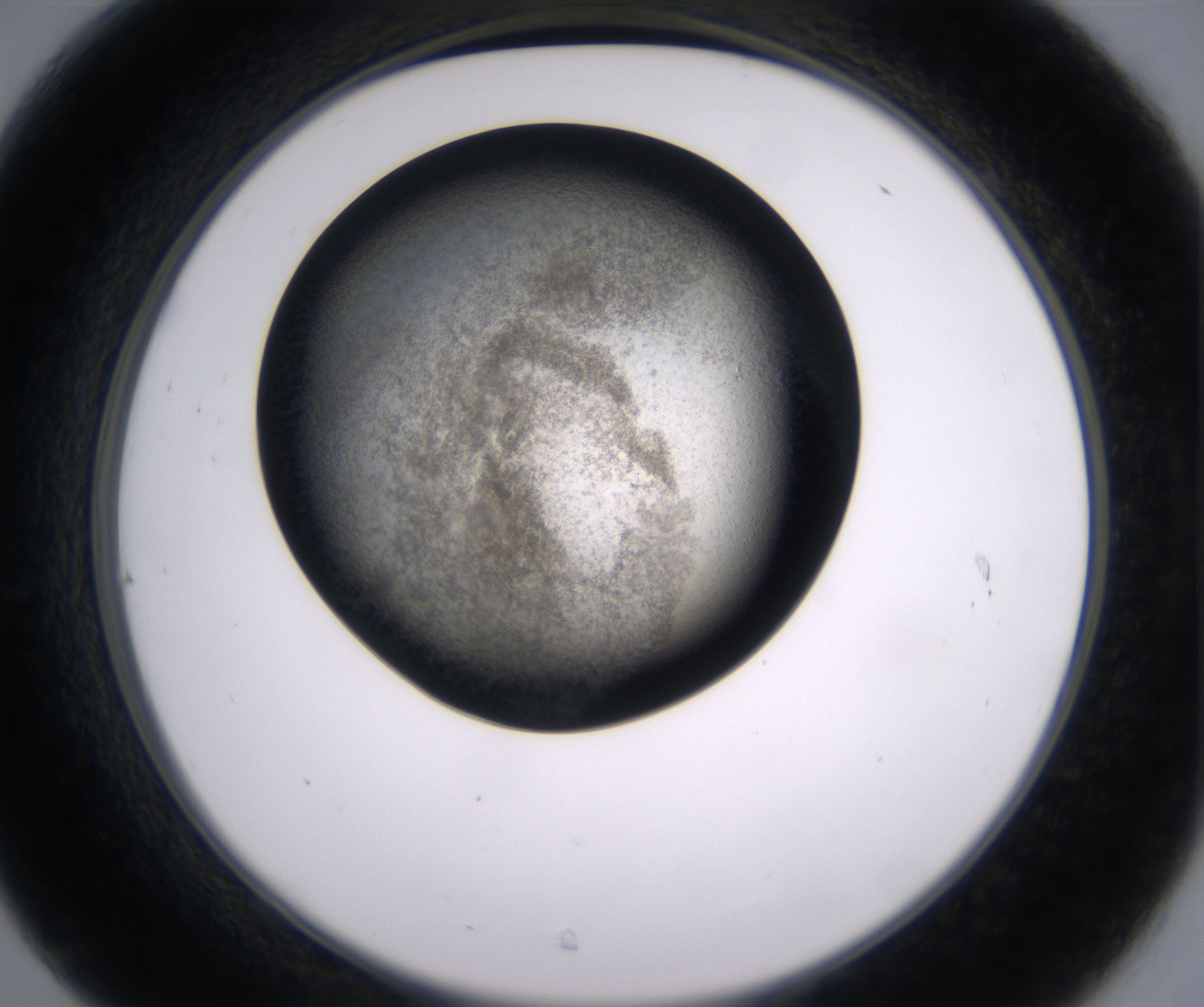 C7_HighResolution_Precipitate_2.jpg