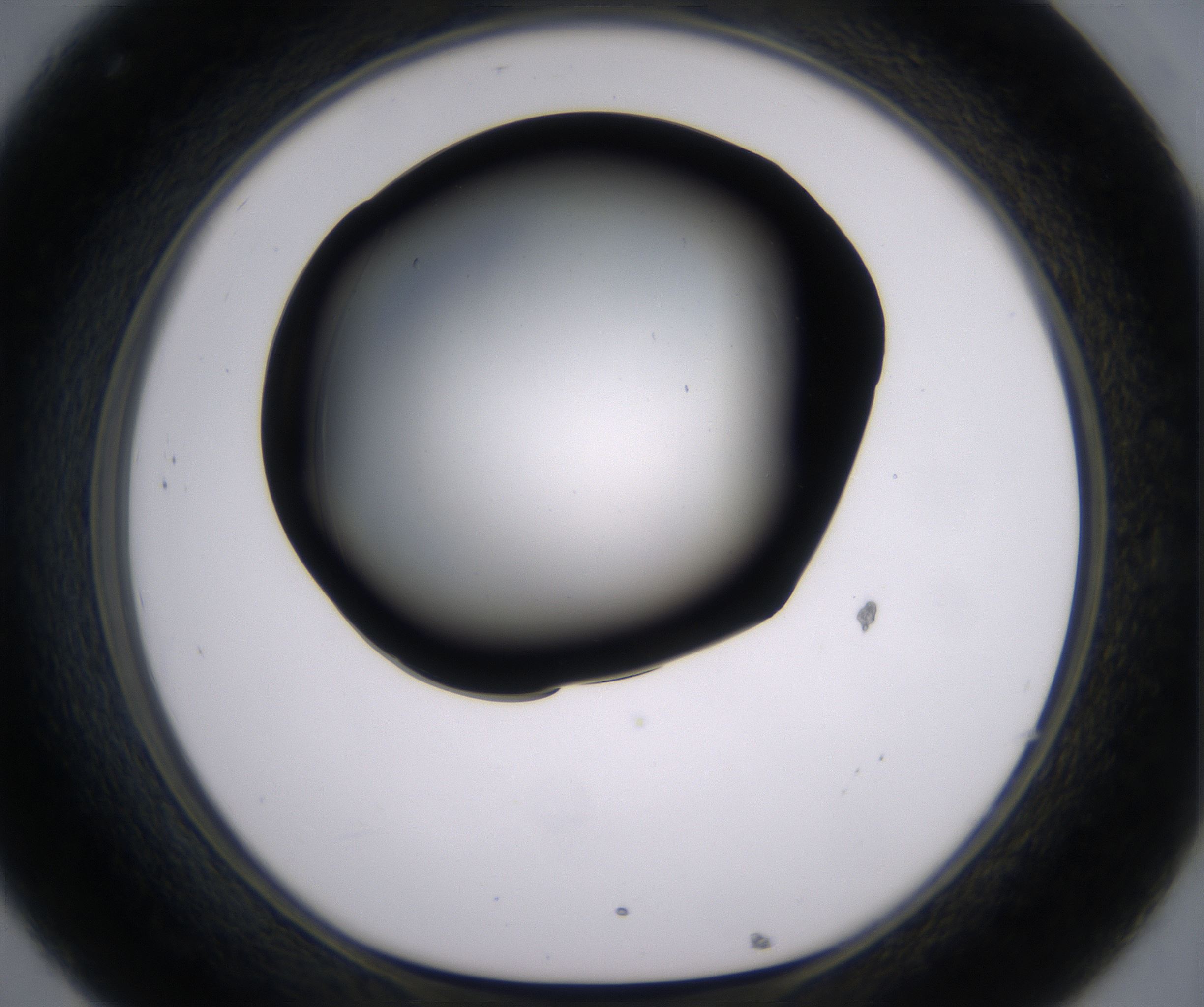 C8_HighResolution_Clear_1.jpg