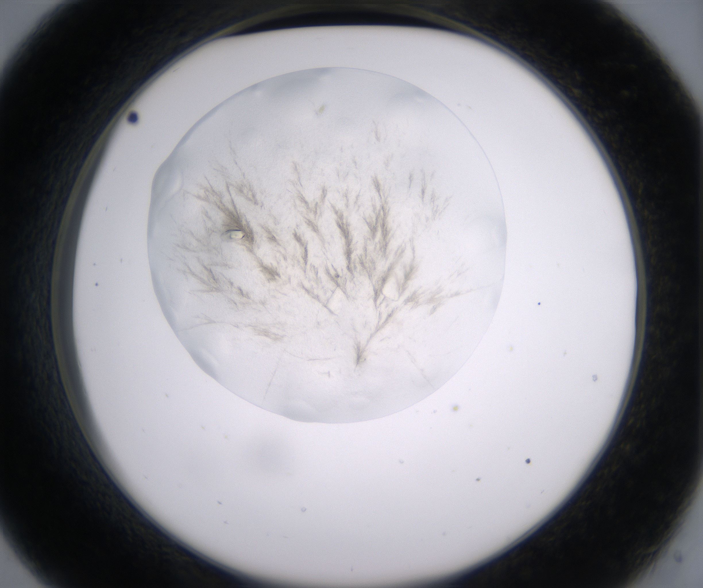 C9_HighResolution_Crystal_2.jpg