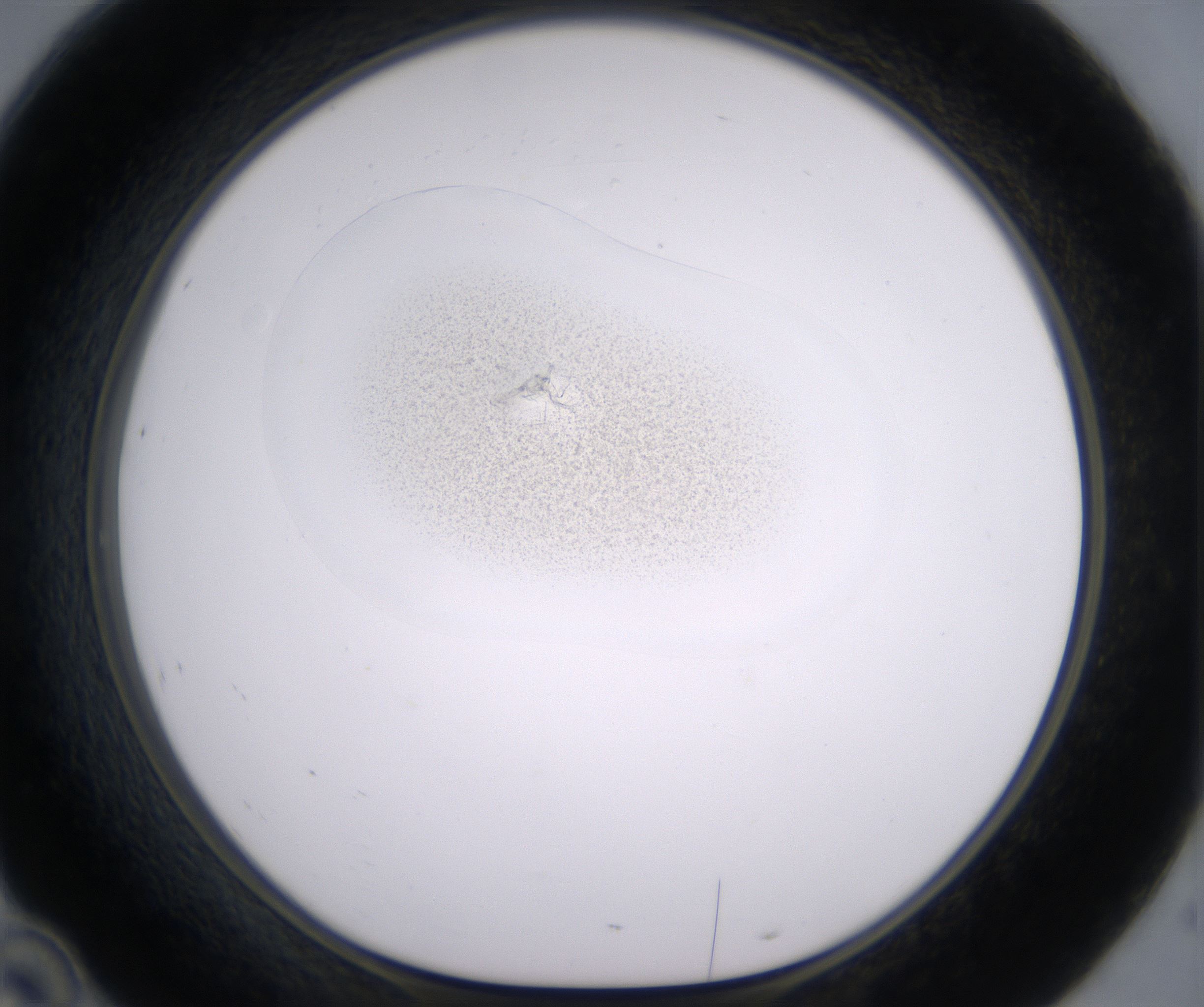 D10_HighResolution_Precipitate_1.jpg