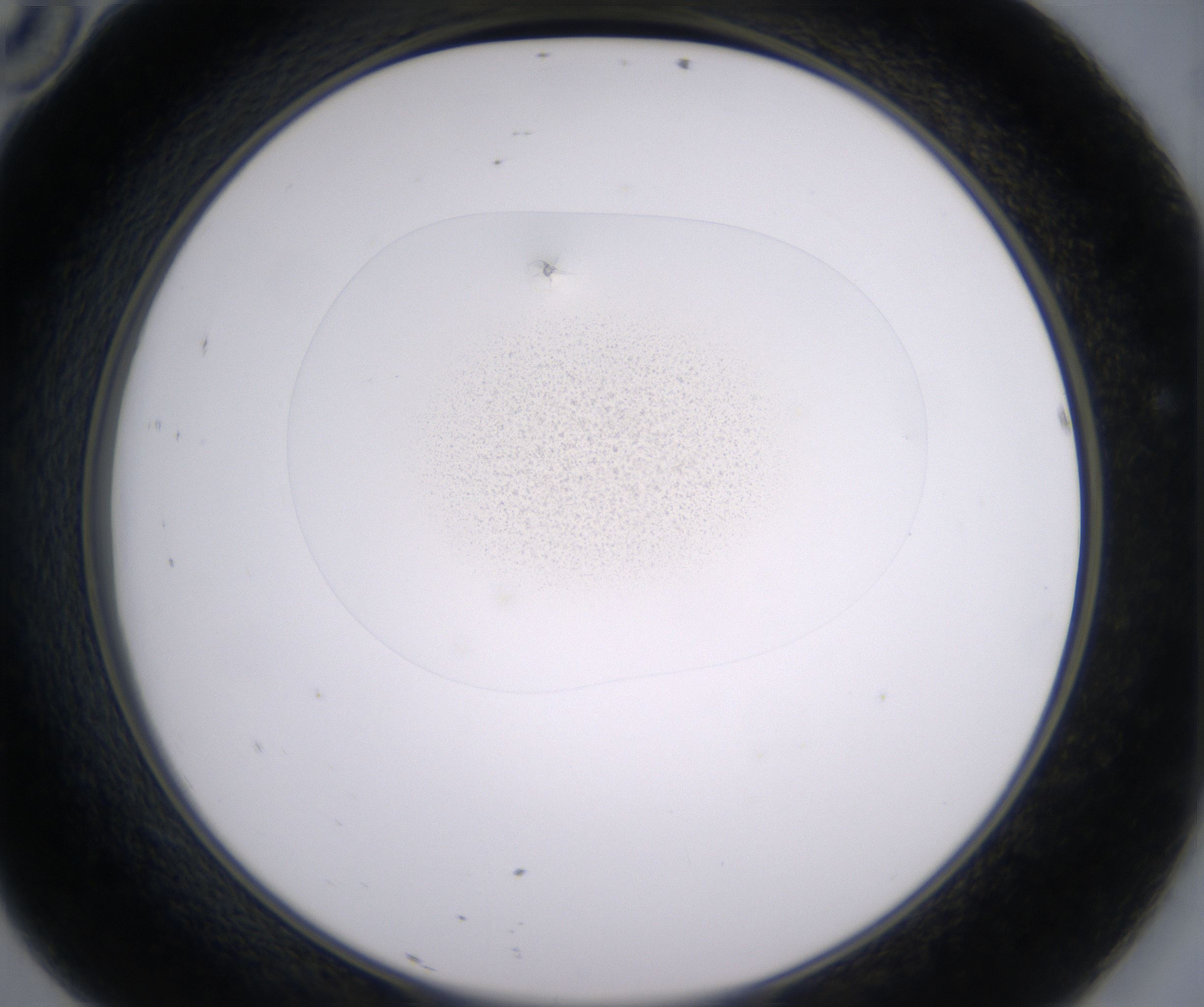 D10_HighResolution_Precipitate_2.jpg