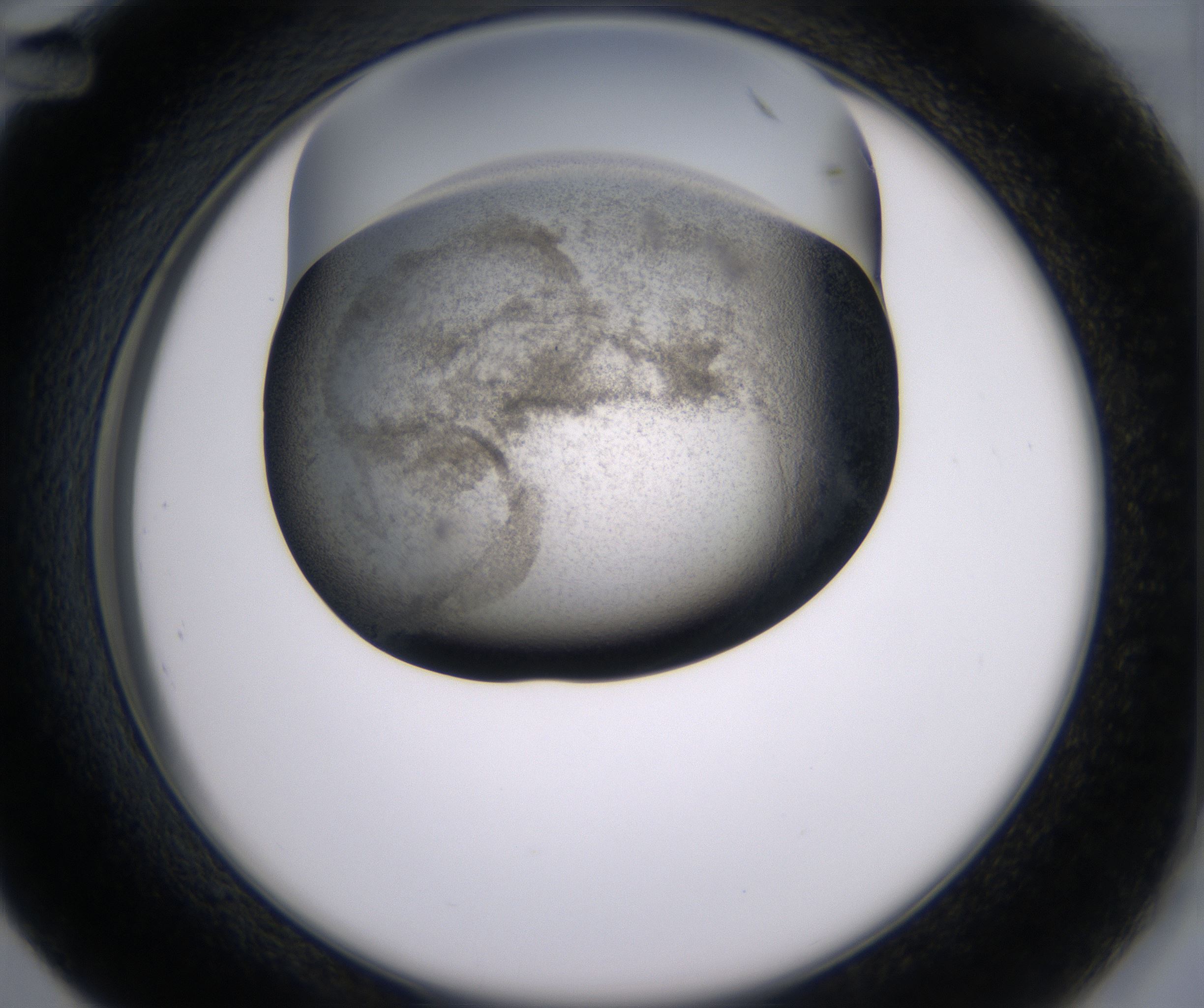 D12_HighResolution_Precipitate_2.jpg