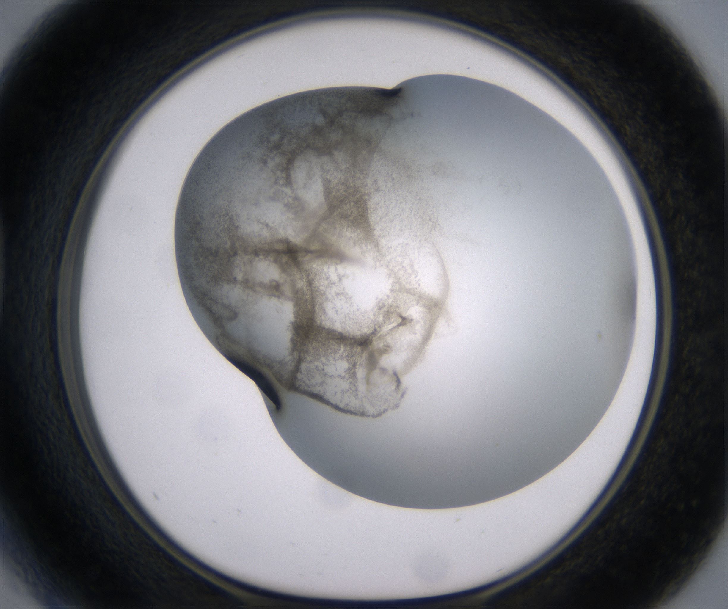 D5_HighResolution_Precipitate_1.jpg
