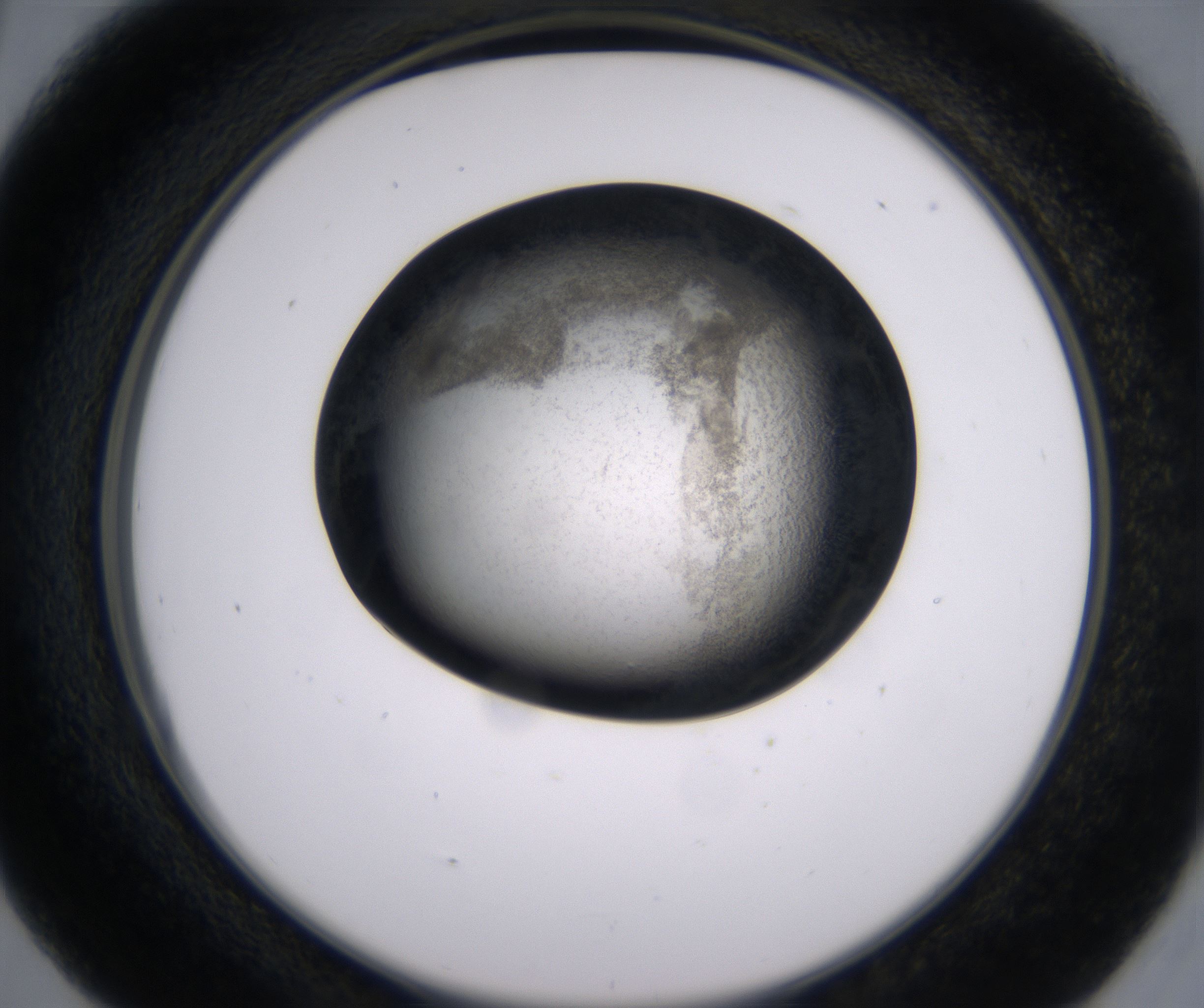 D5_HighResolution_Precipitate_2.jpg