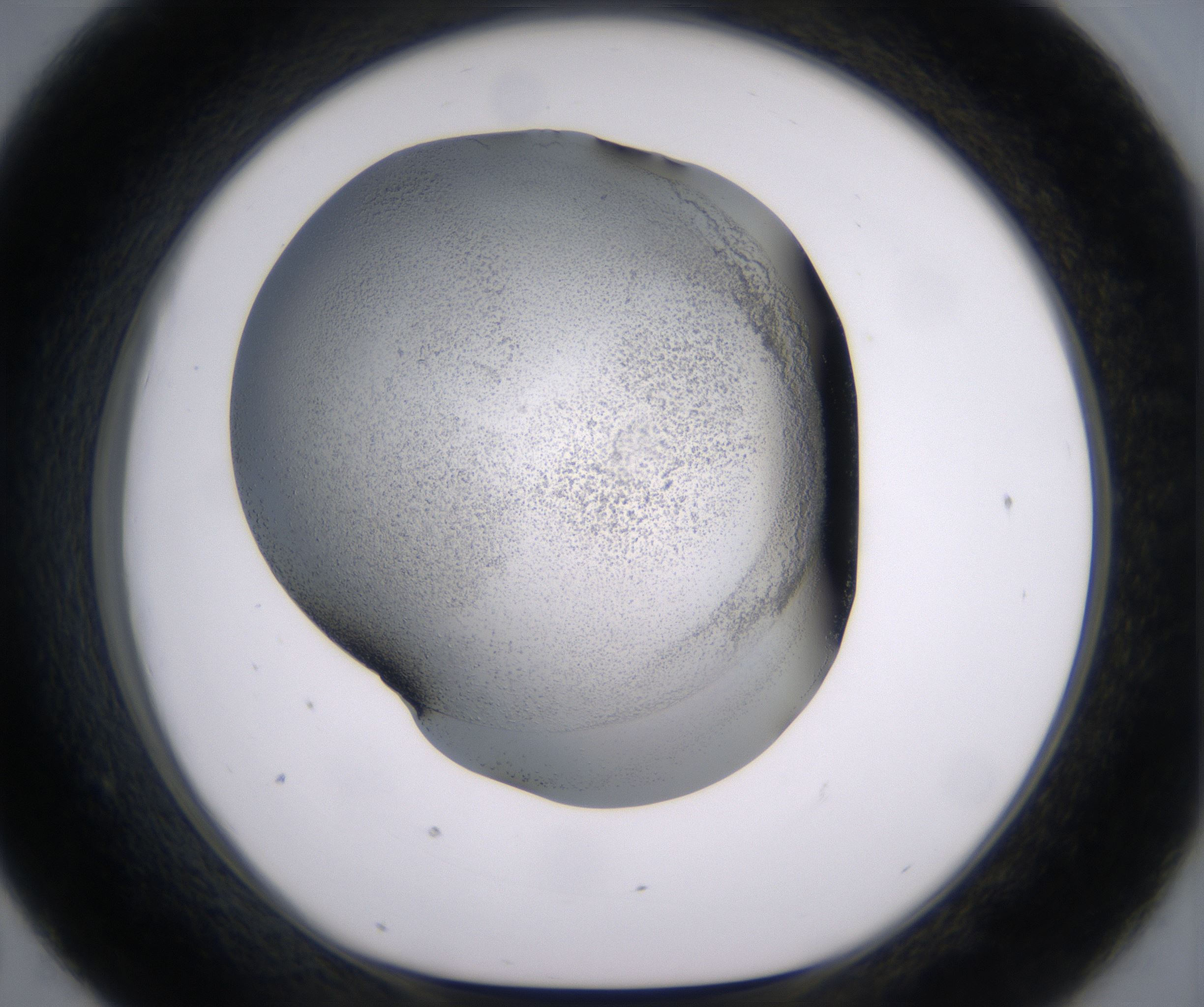 D7_HighResolution_Precipitate_1.jpg