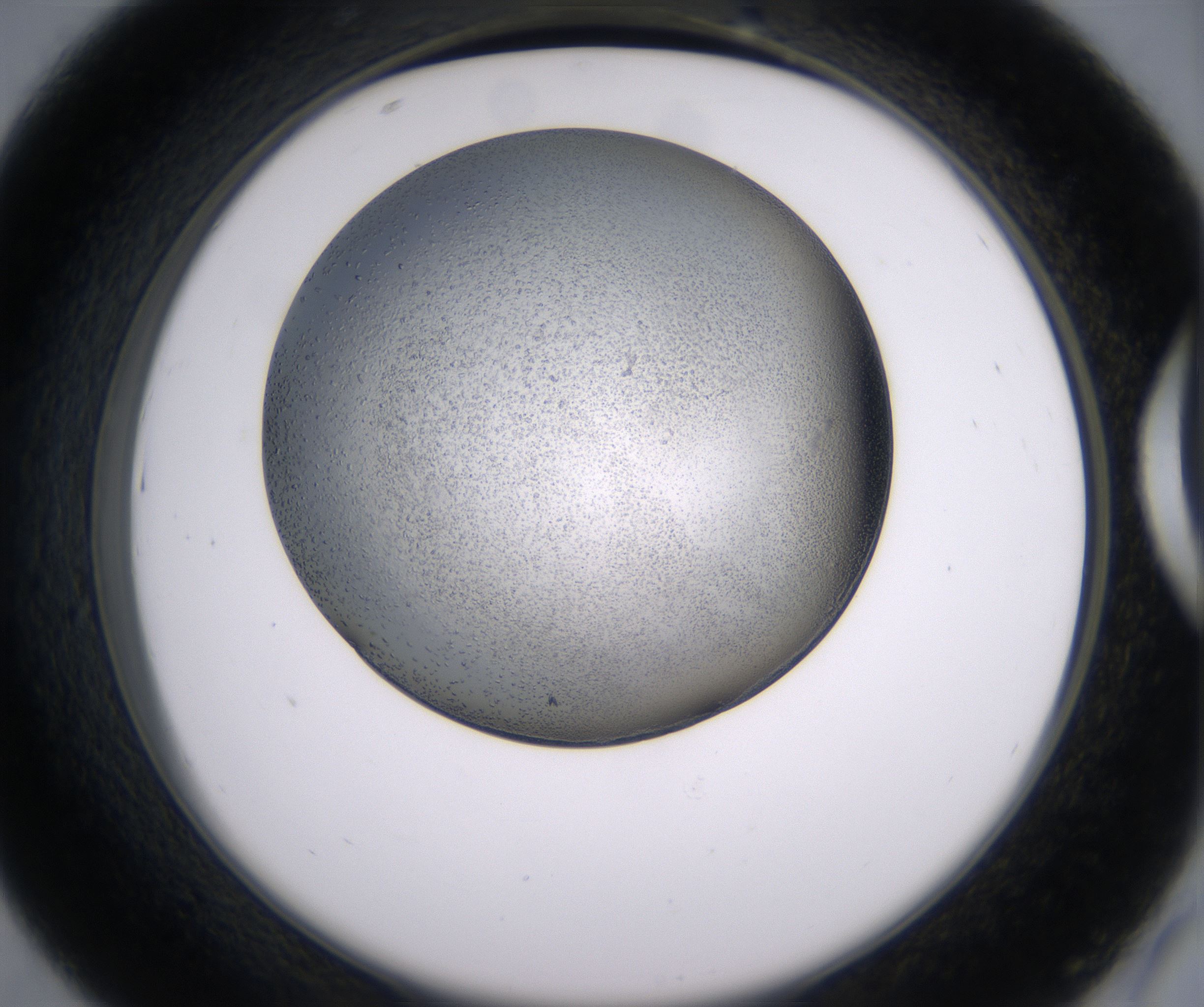 D7_HighResolution_Precipitate_2.jpg