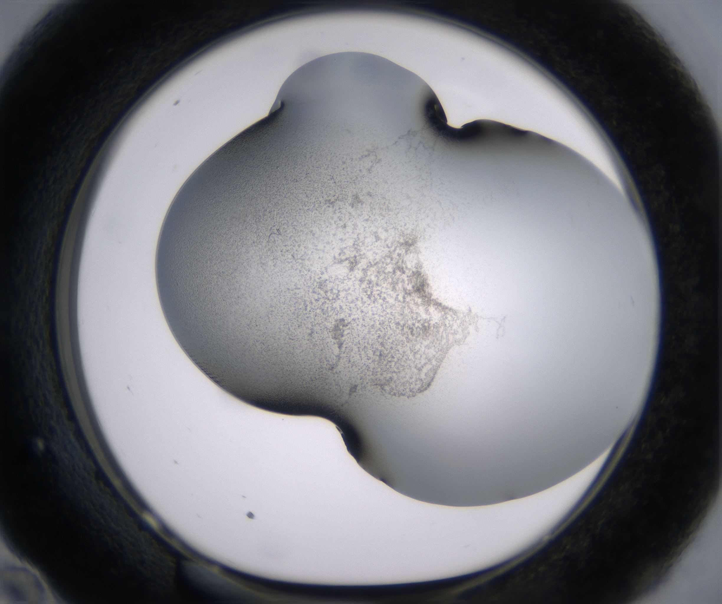 E10_HighResolution_Precipitate_1.jpg