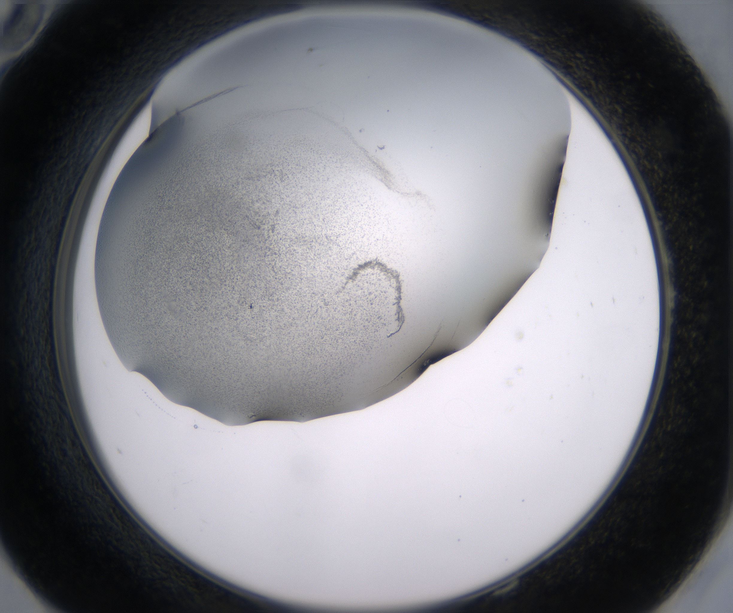 E10_HighResolution_Precipitate_2.jpg