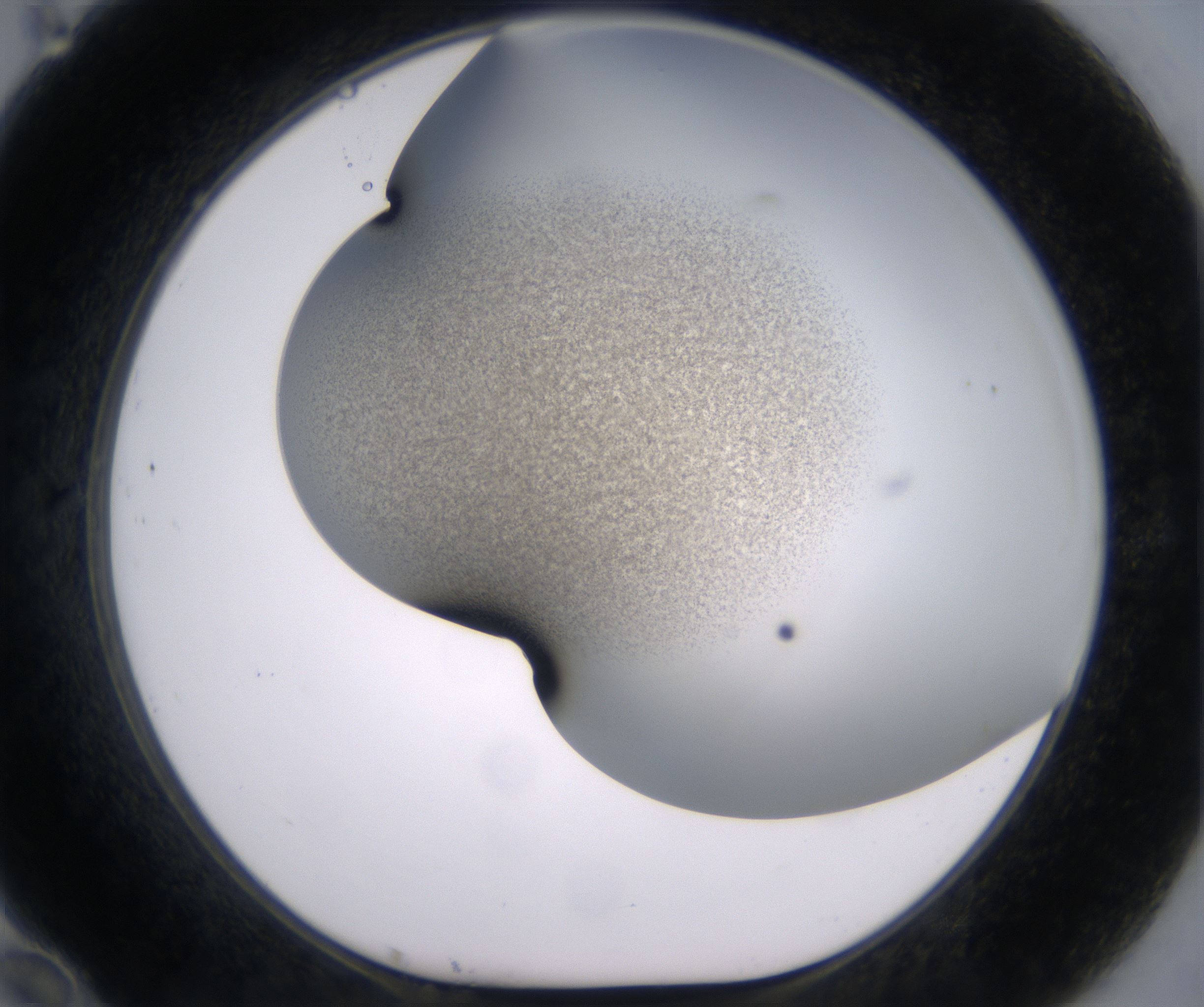 F10_HighResolution_Precipitate_1.jpg