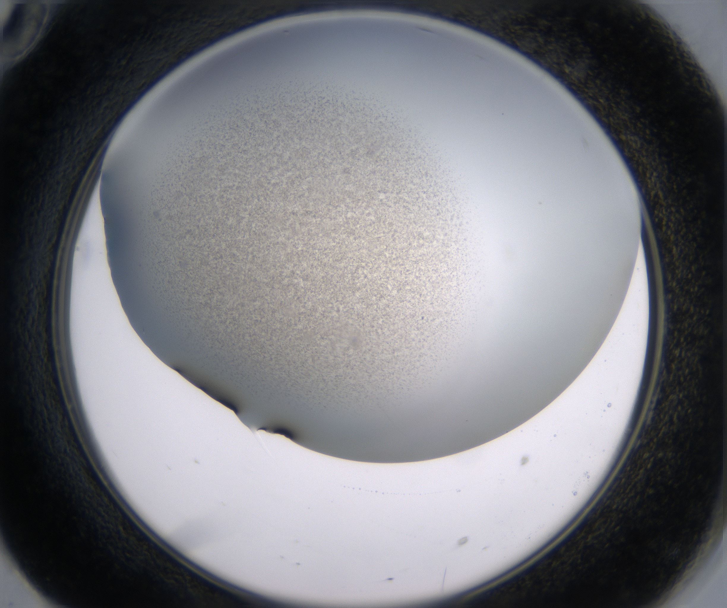 F10_HighResolution_Precipitate_2.jpg