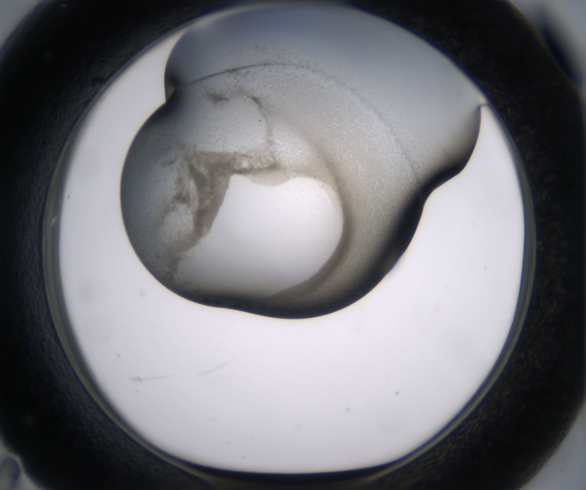 F11_HighResolution_Precipitate_1.jpg