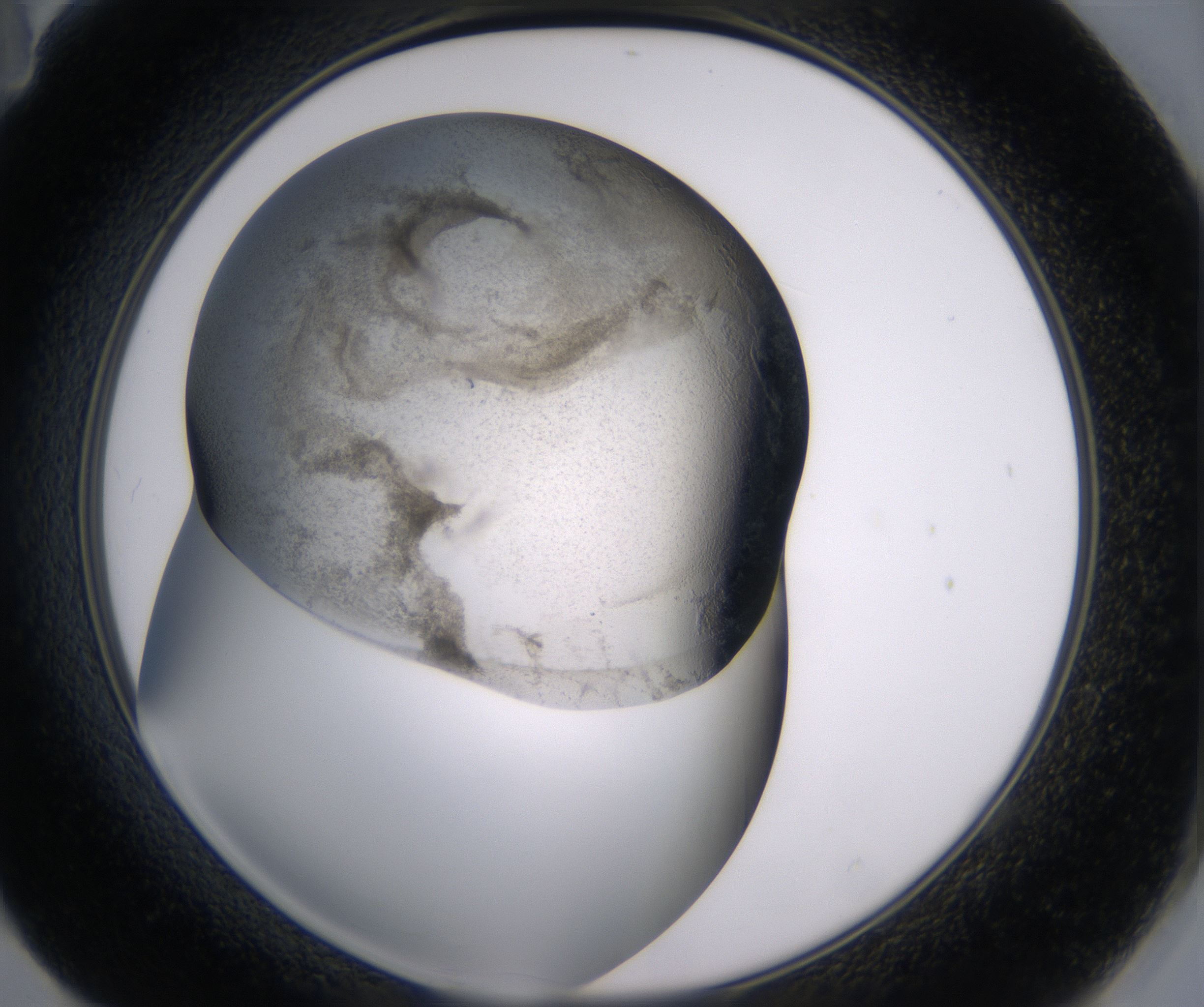 F11_HighResolution_Precipitate_2.jpg