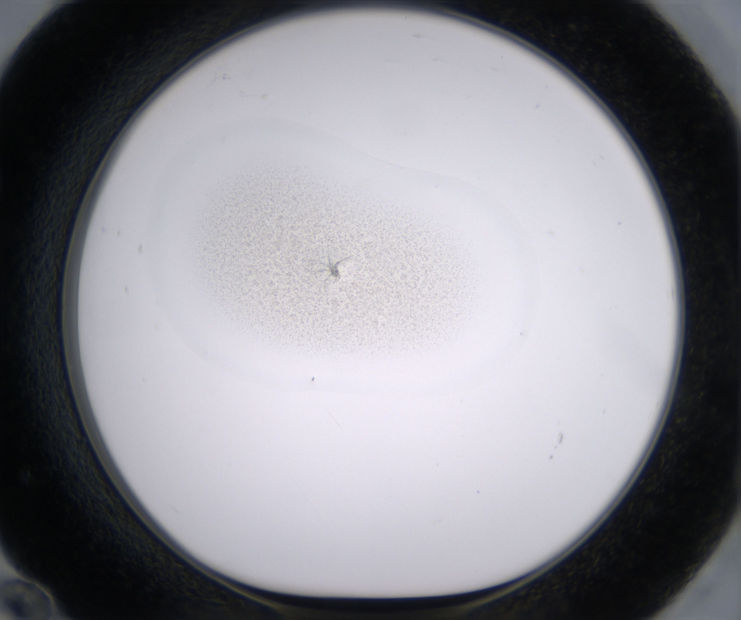 F12_HighResolution_Precipitate_1.jpg