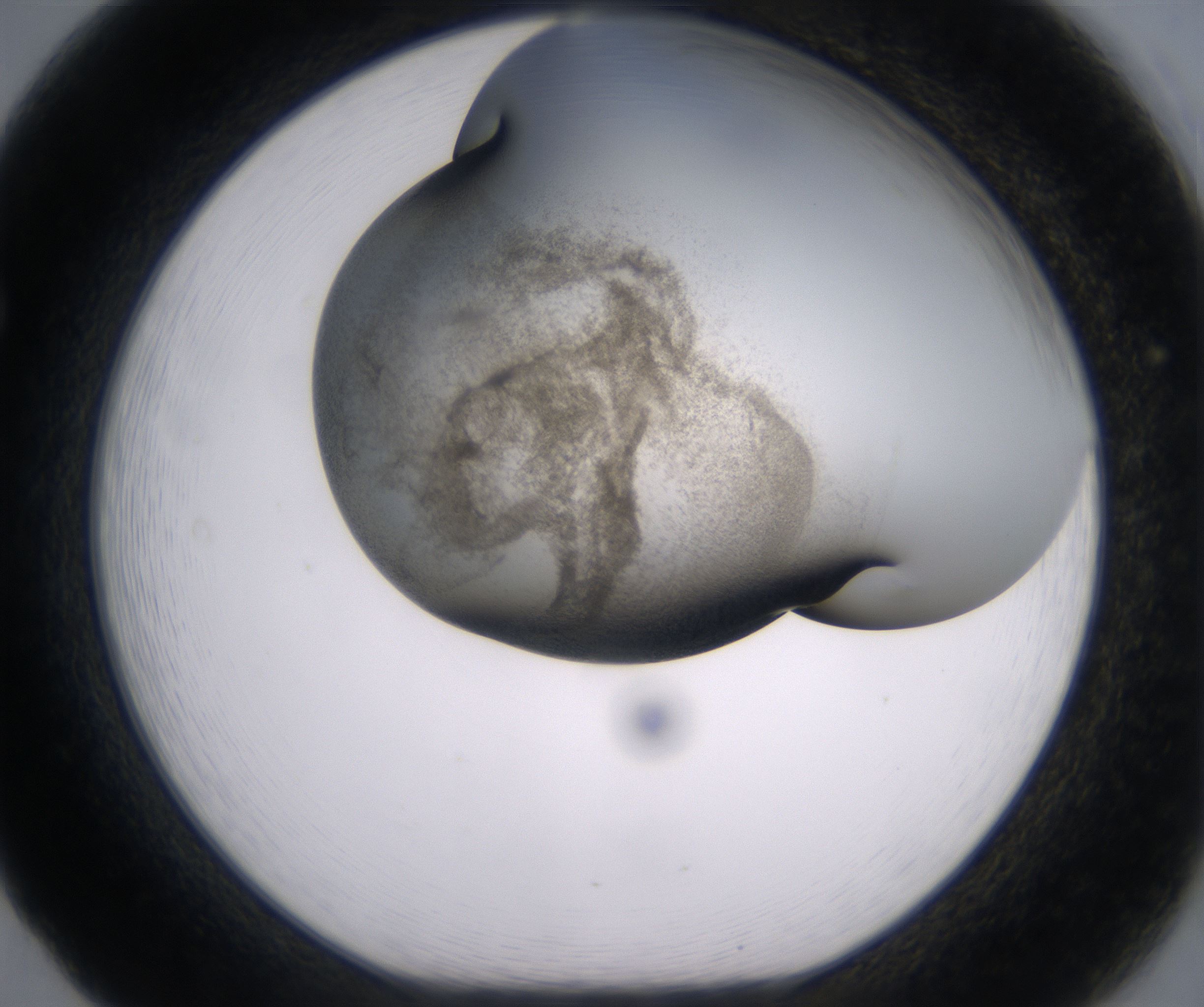 F5_HighResolution_Precipitate_1.jpg