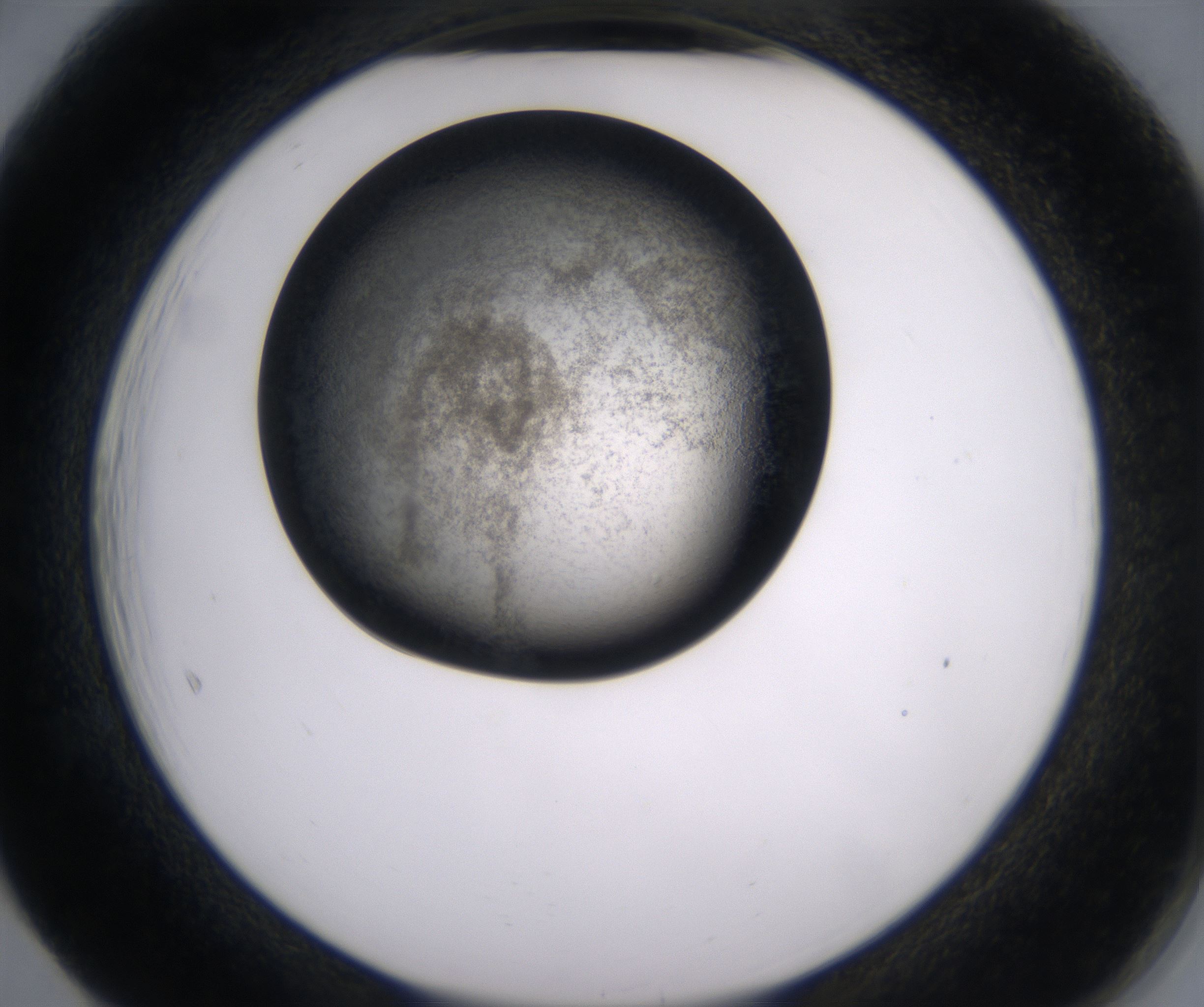 F5_HighResolution_Precipitate_2.jpg