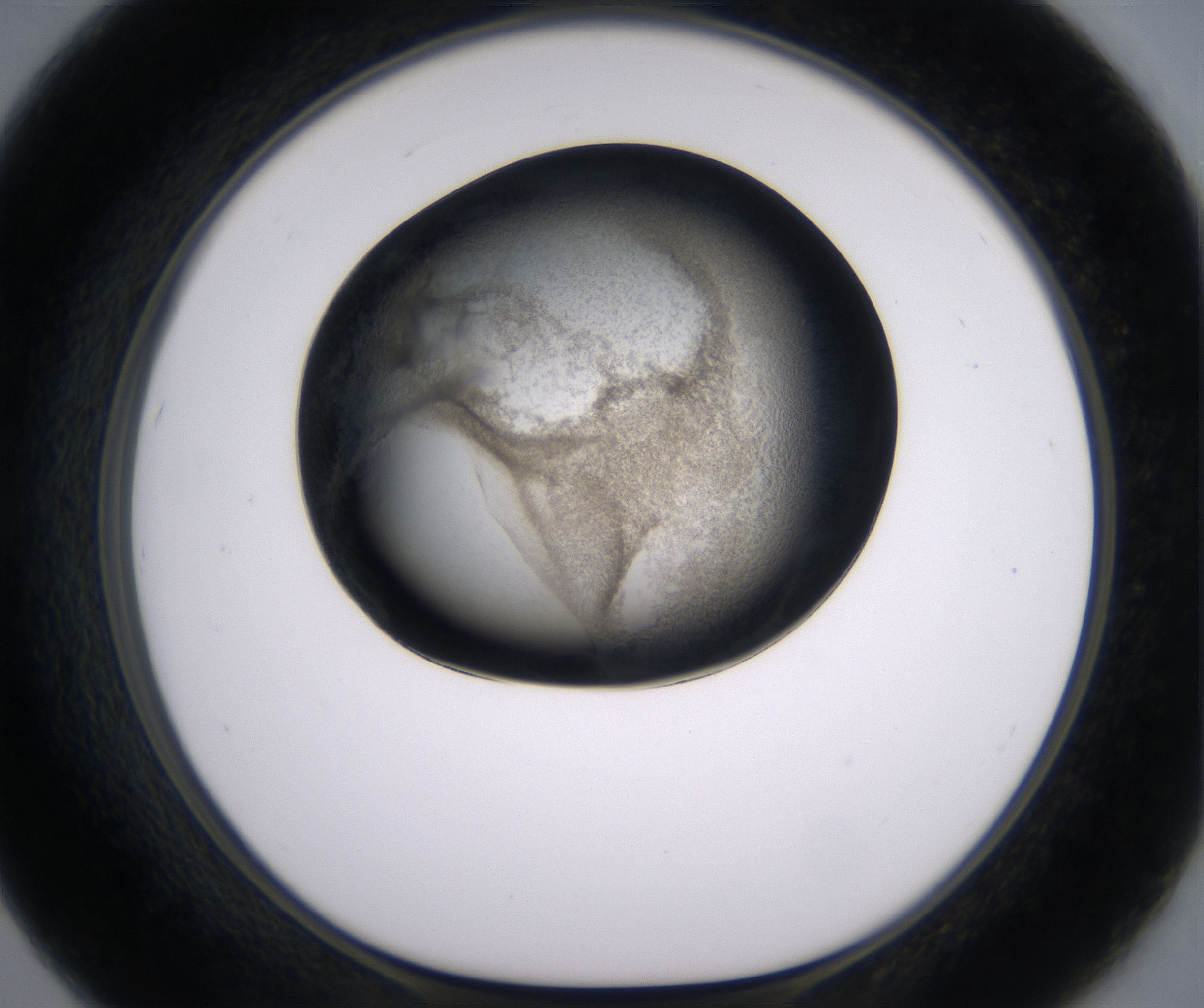 F7_HighResolution_Precipitate_1.jpg